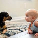 Presentación del perro al bebé