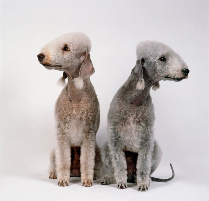 foto Perro Bedlington Terrier