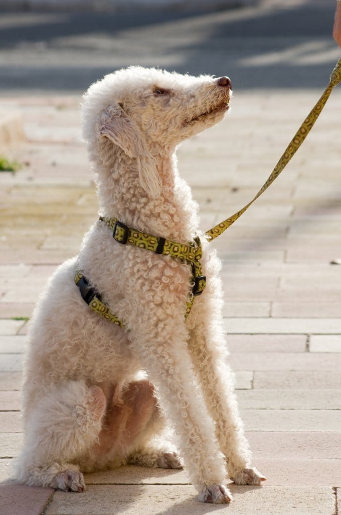 foto Perro Bedlington Terrier