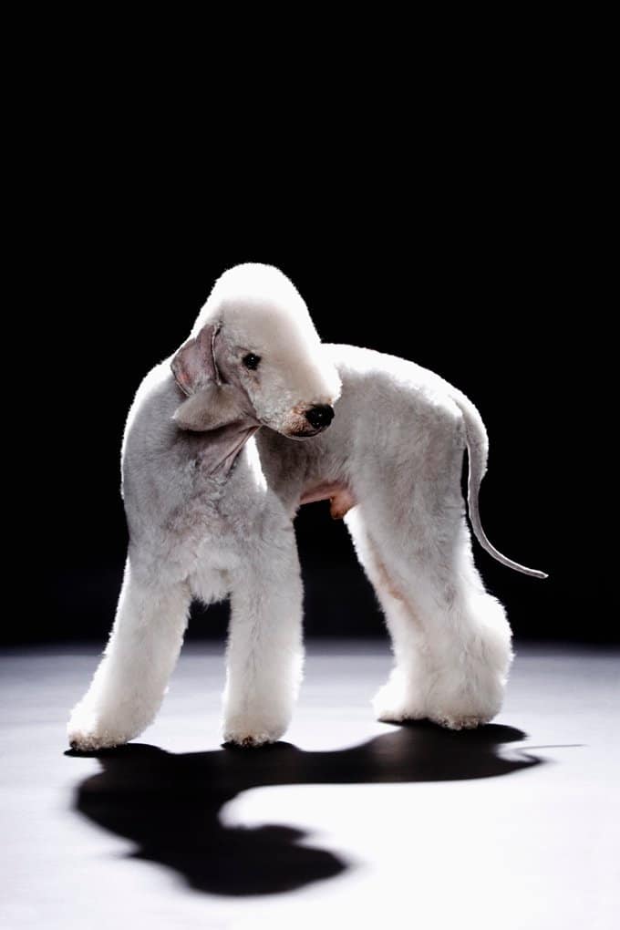 foto Perro Bedlington Terrier