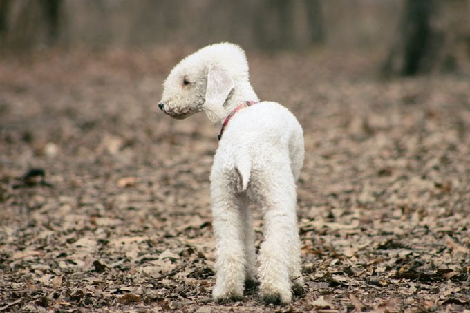 foto Perro Bedlington Terrier