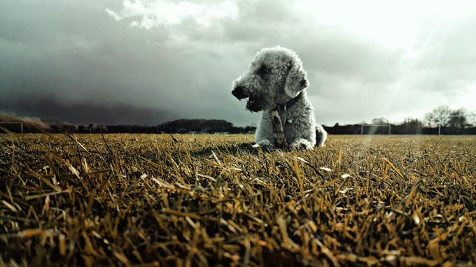 foto Perro Bedlington Terrier