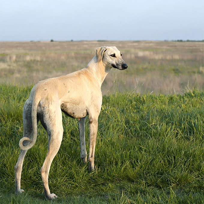 foto Perro Sloughi