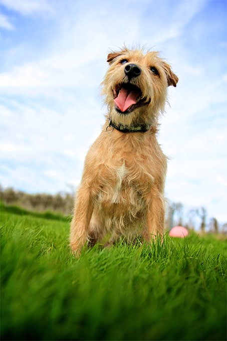 foto Perro de raza mixta