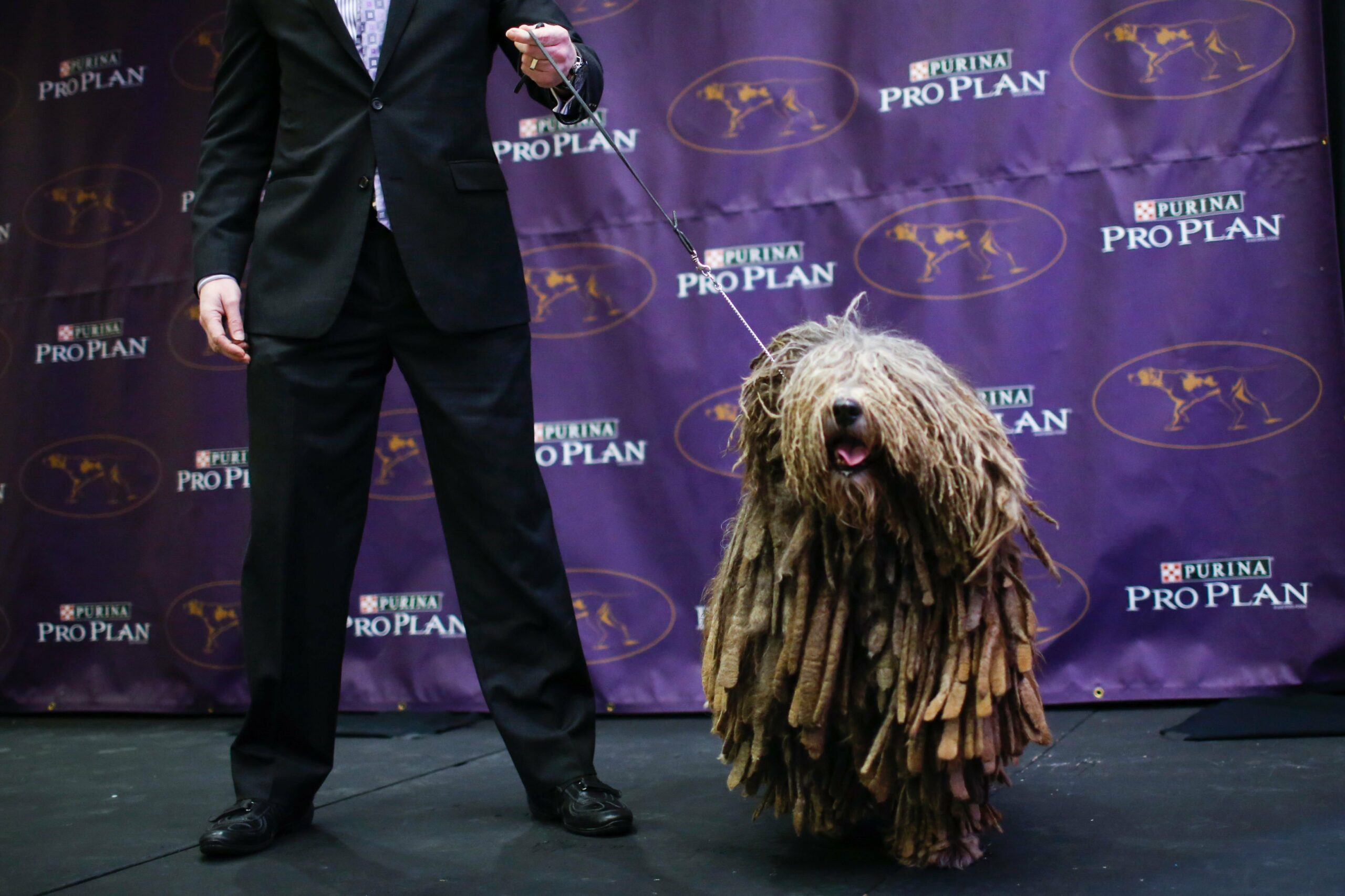 foto Perro pastor bergamasco