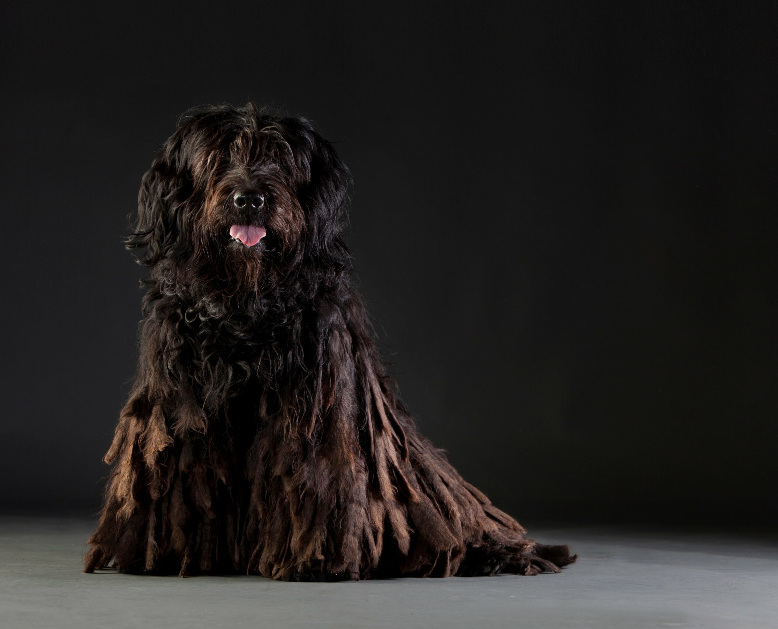 foto Perro pastor bergamasco