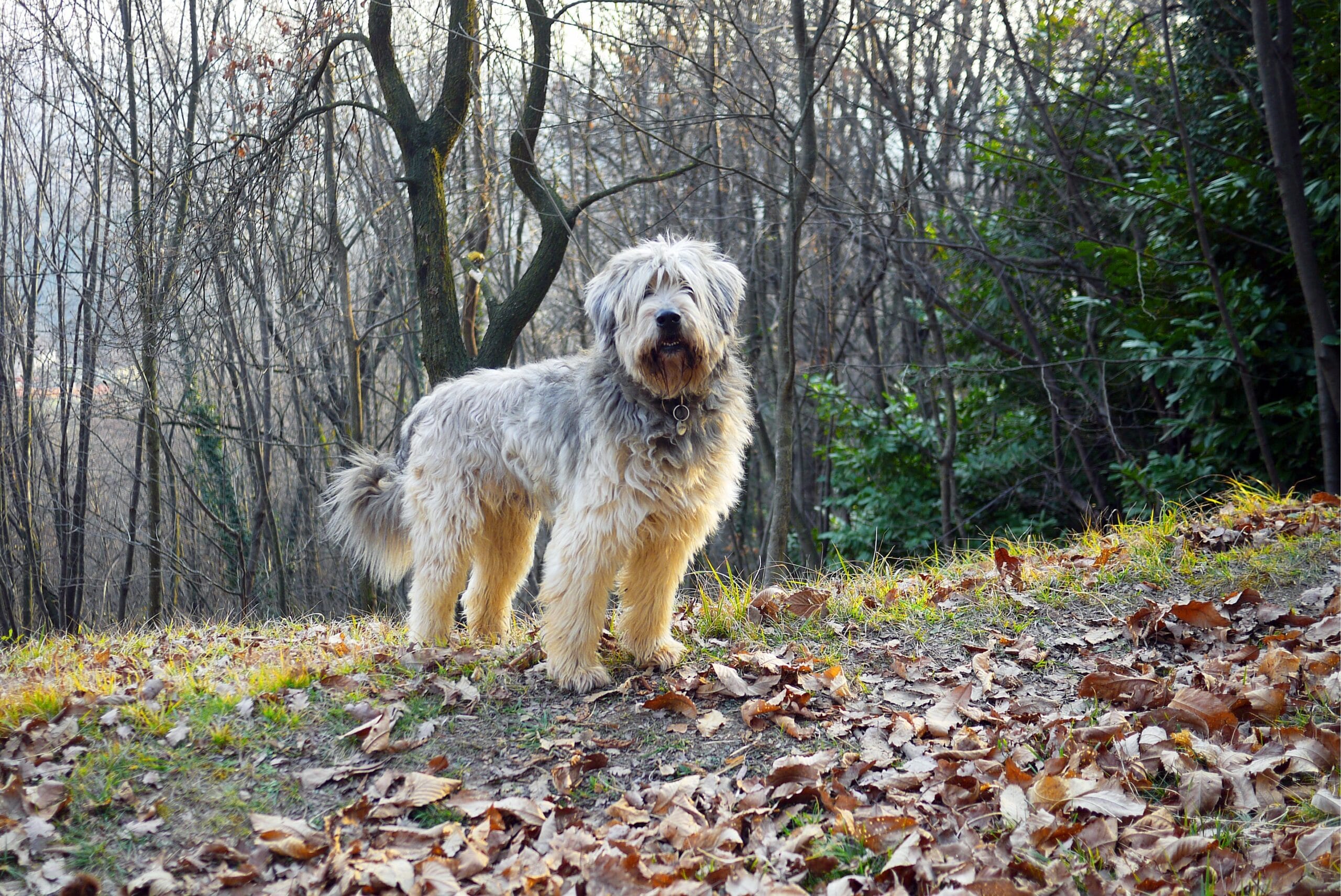 foto Perro pastor bergamasco