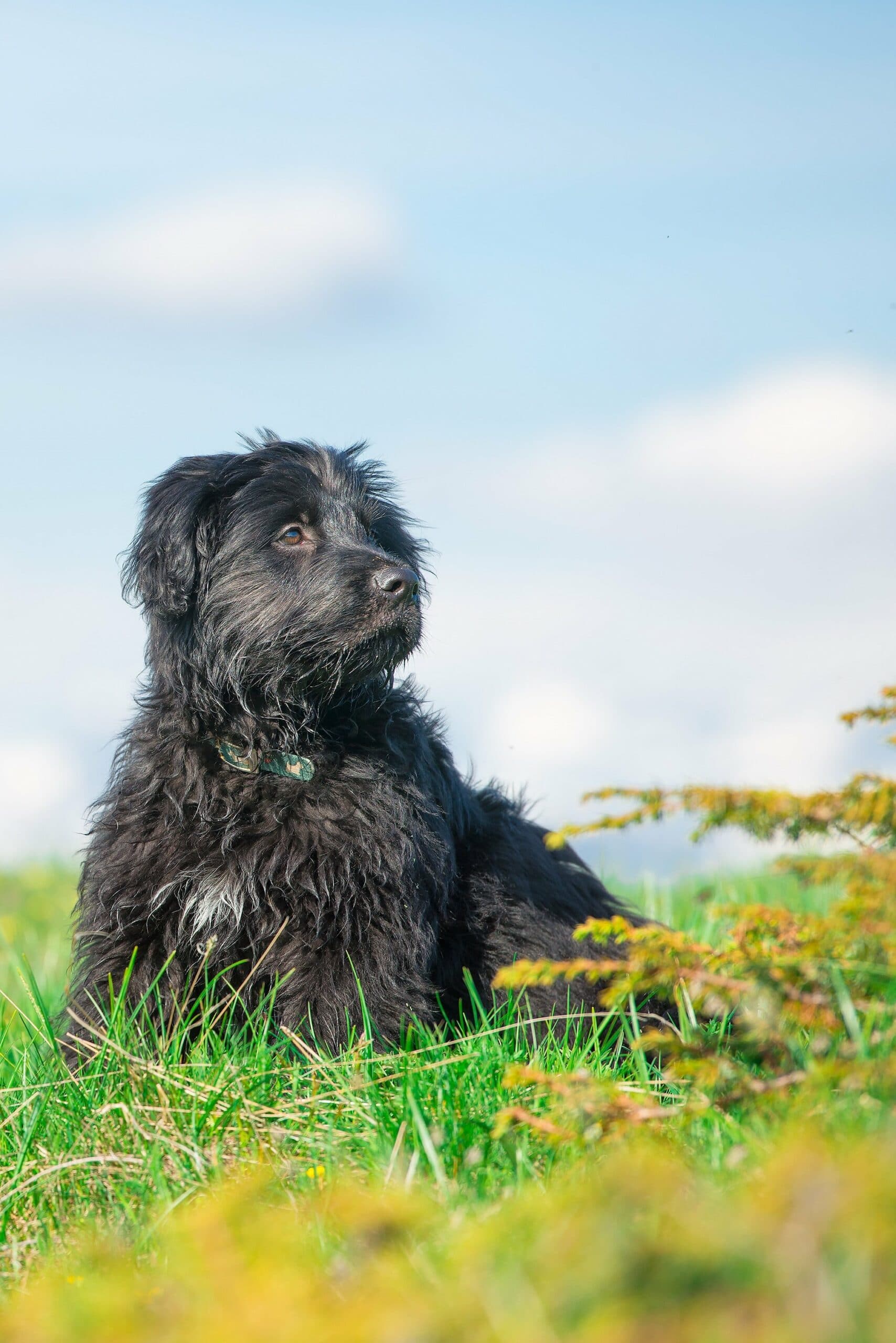 foto Perro pastor bergamasco