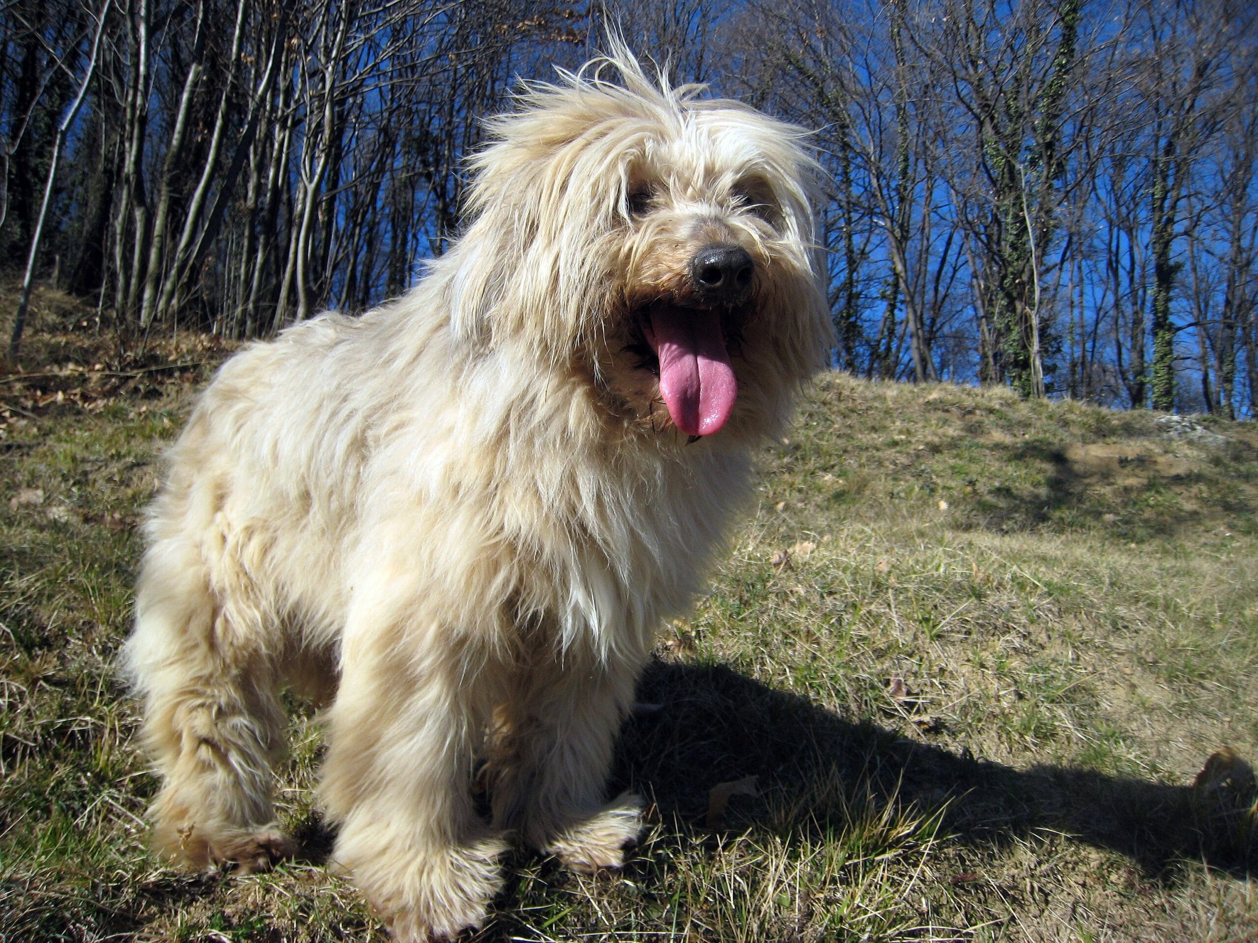 foto Perro pastor bergamasco