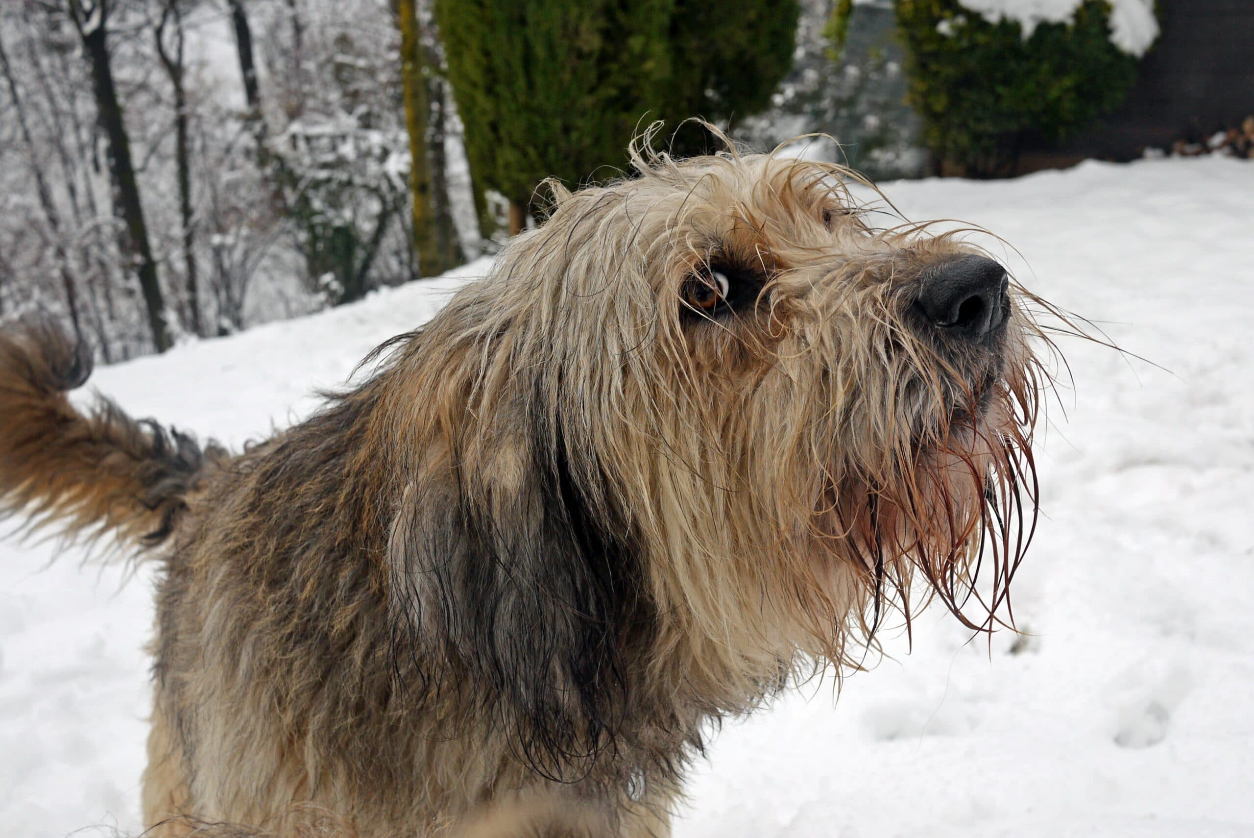 foto Perro pastor bergamasco