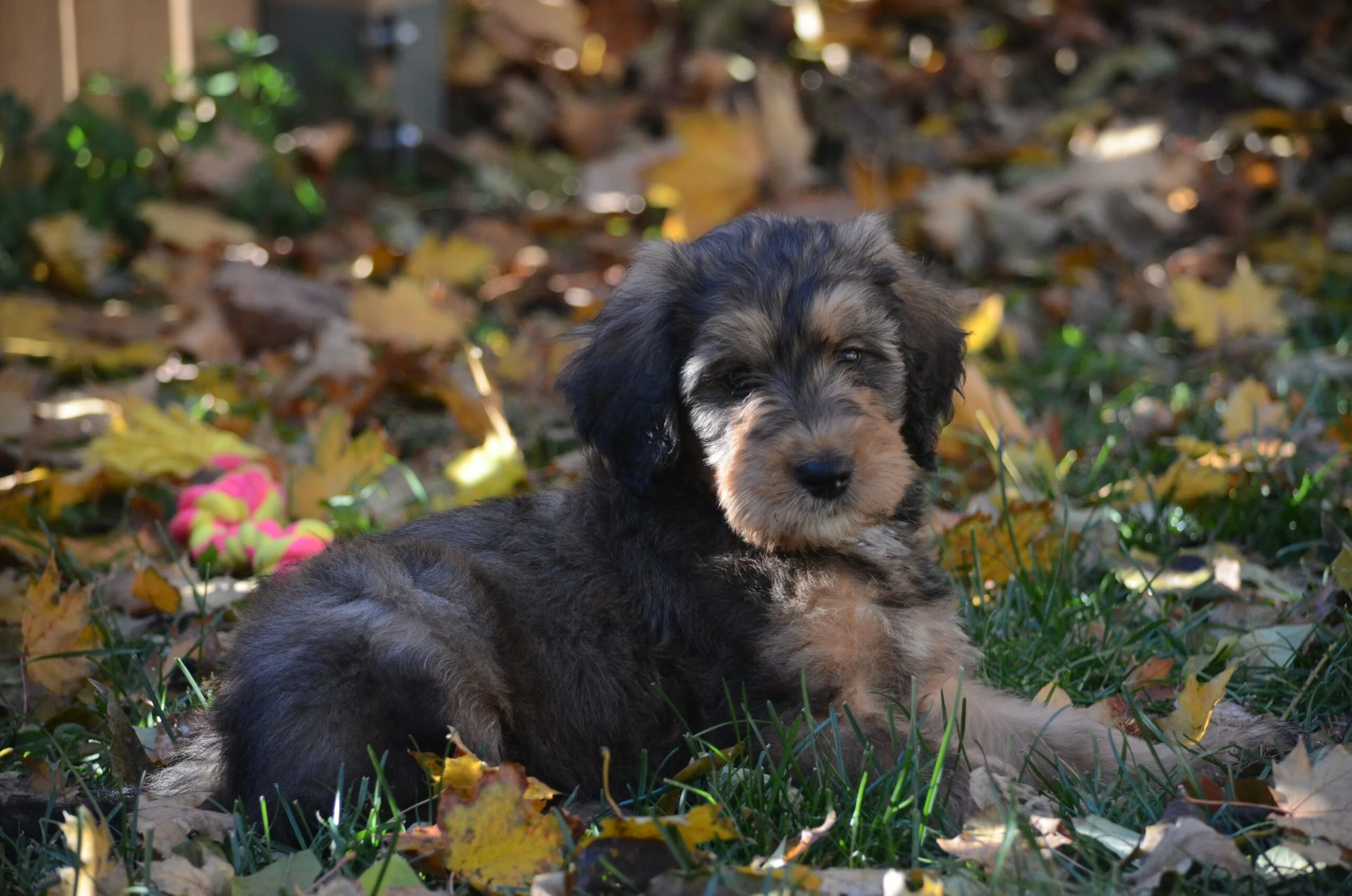 foto Perro Bernedoodle