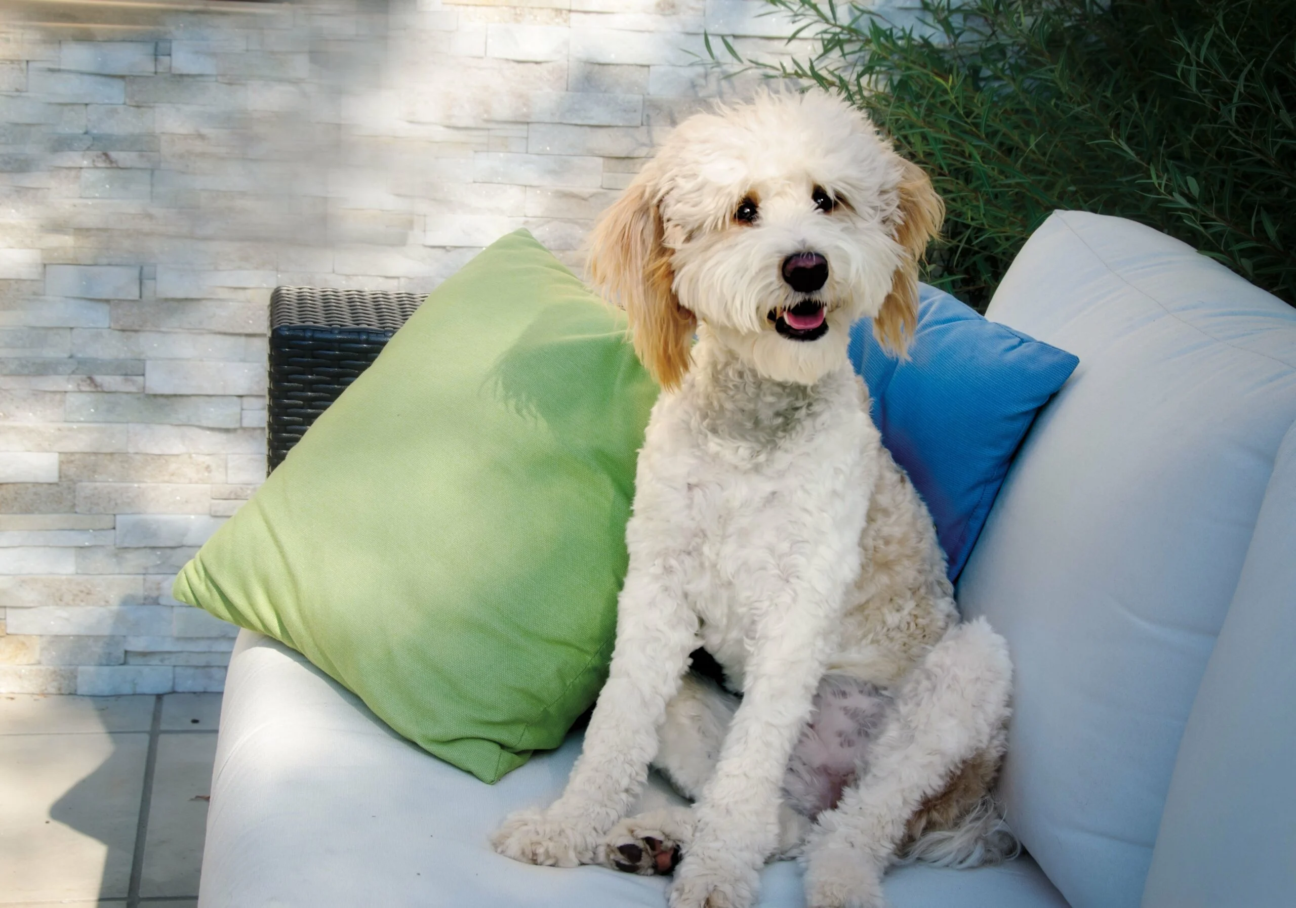 foto Perro Bernedoodle