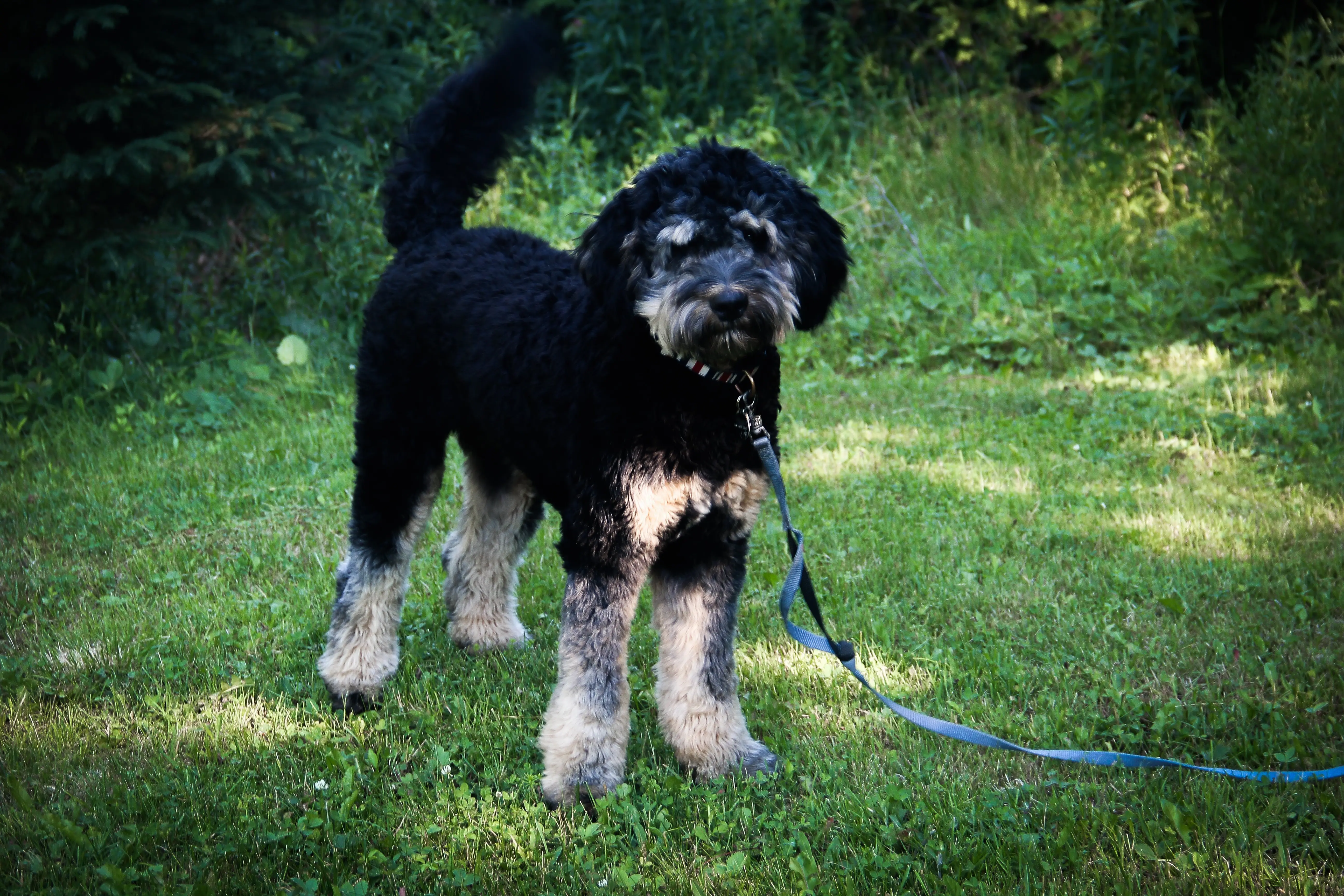 foto Perro Bernedoodle