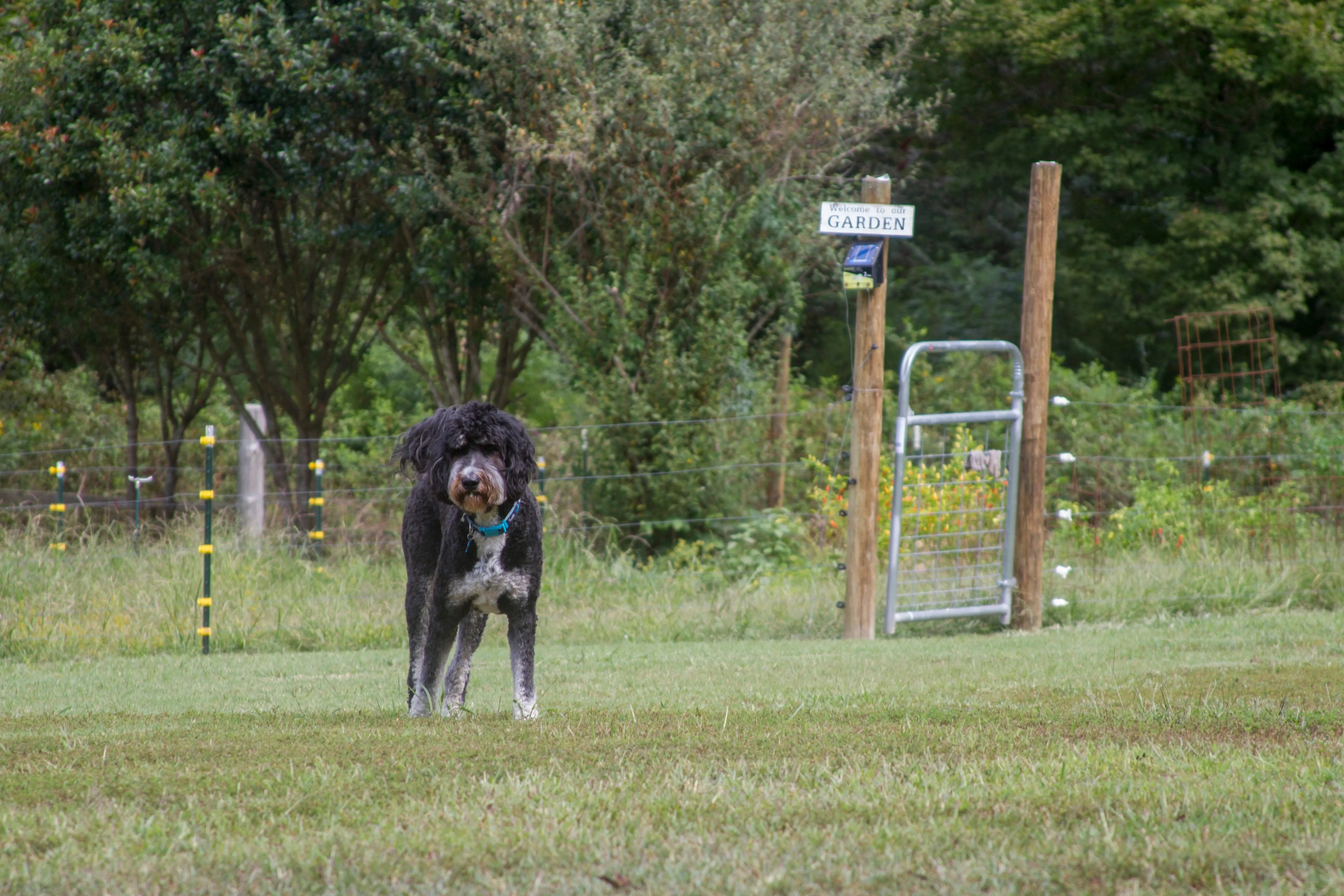 foto Perro Bernedoodle