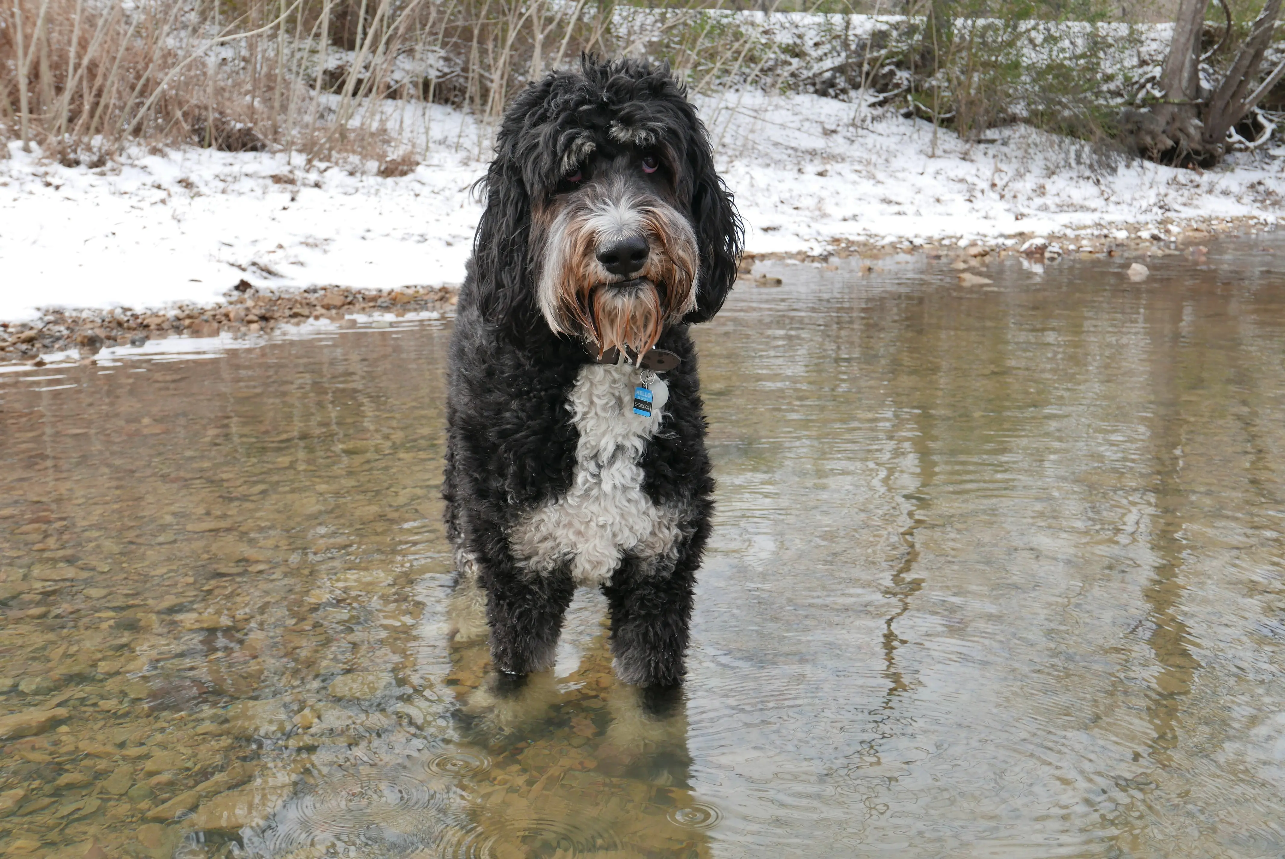 foto Perro Bernedoodle