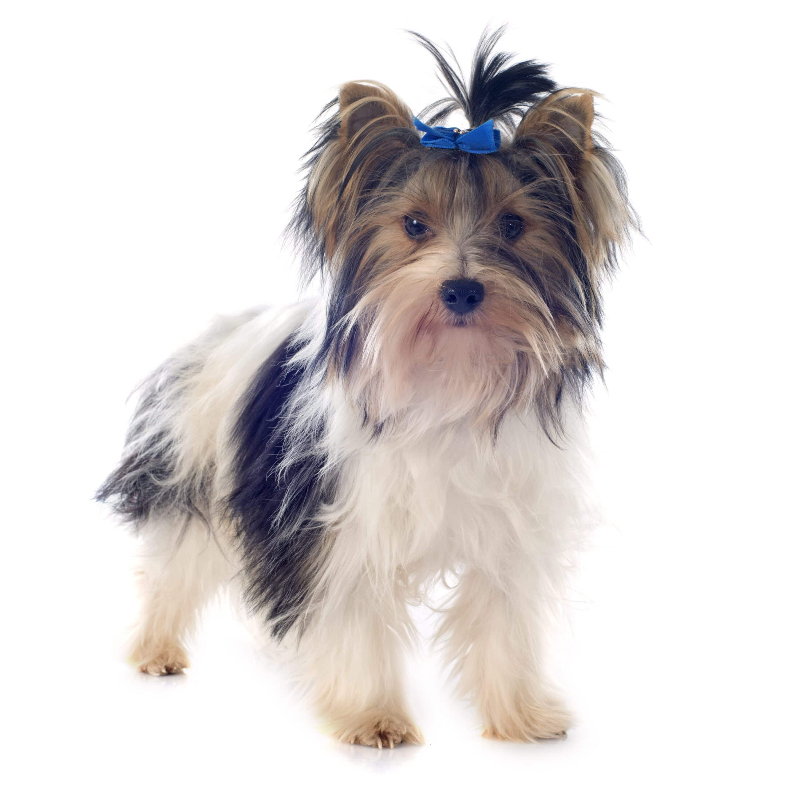 foto Perro Biewer Terrier