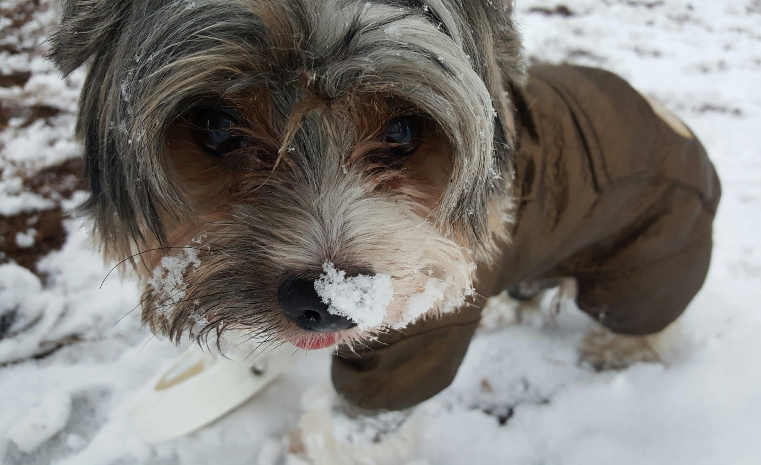 foto Perro Biewer Terrier