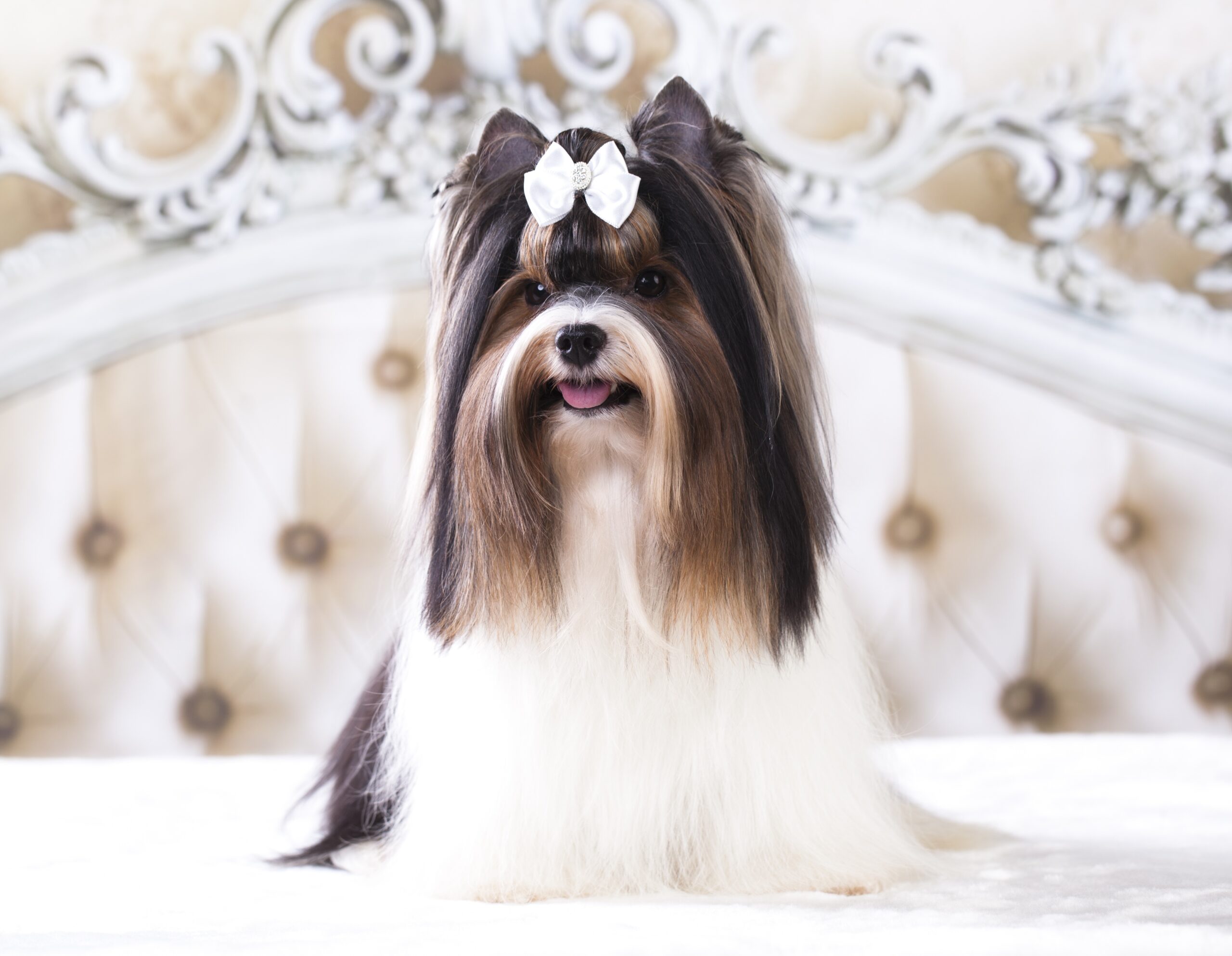 foto Perro Biewer Terrier