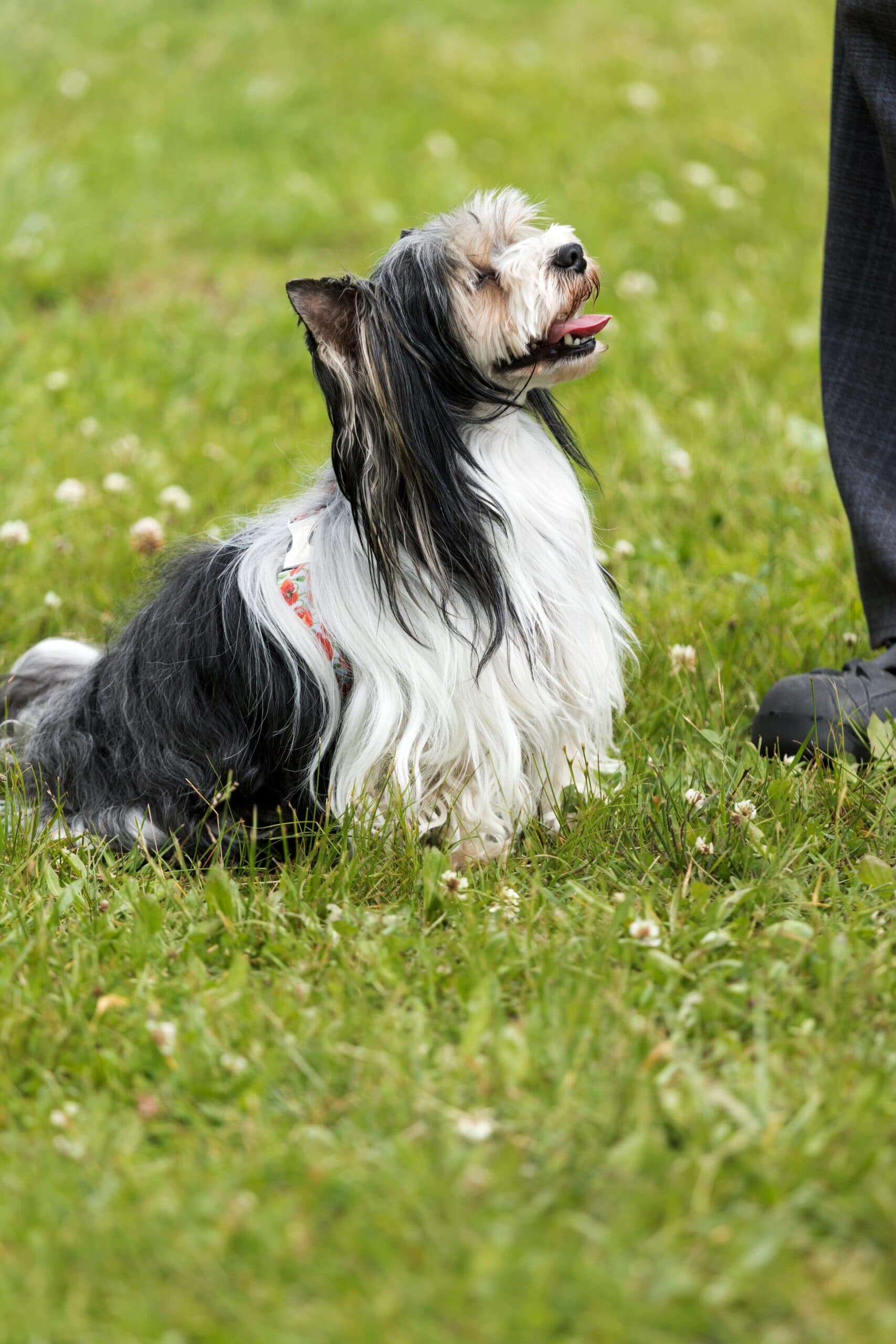 foto Perro Biewer Terrier