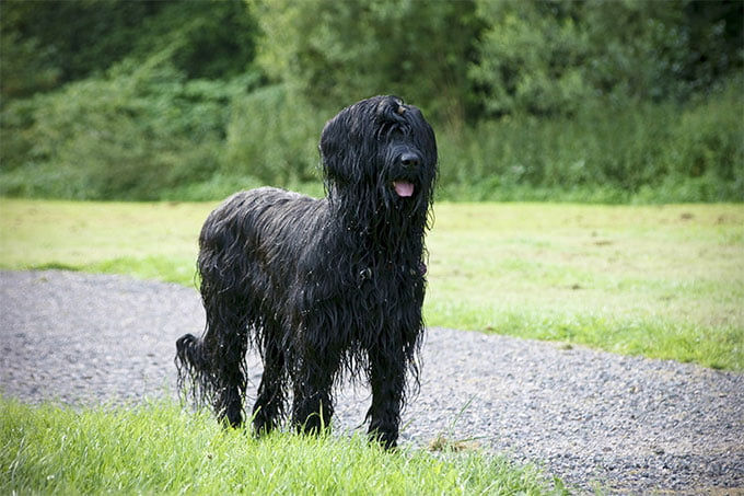 foto Perro de Briard