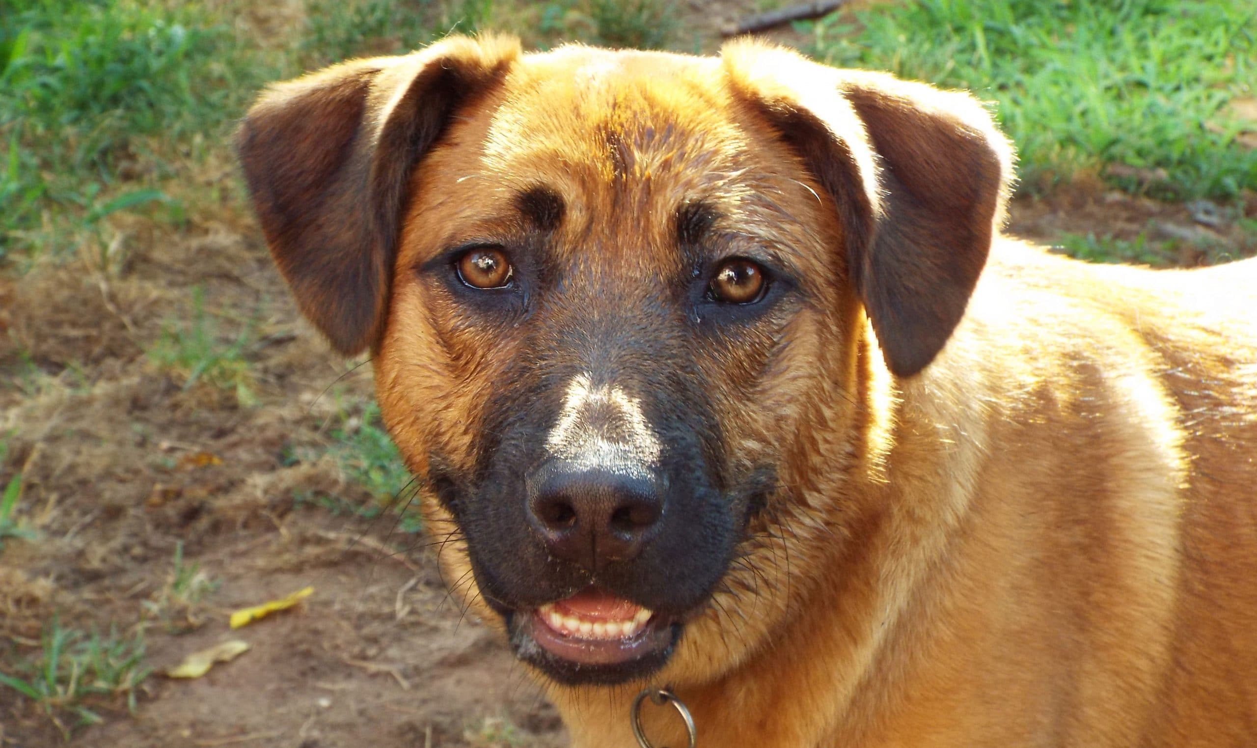 foto Perro de boca negra