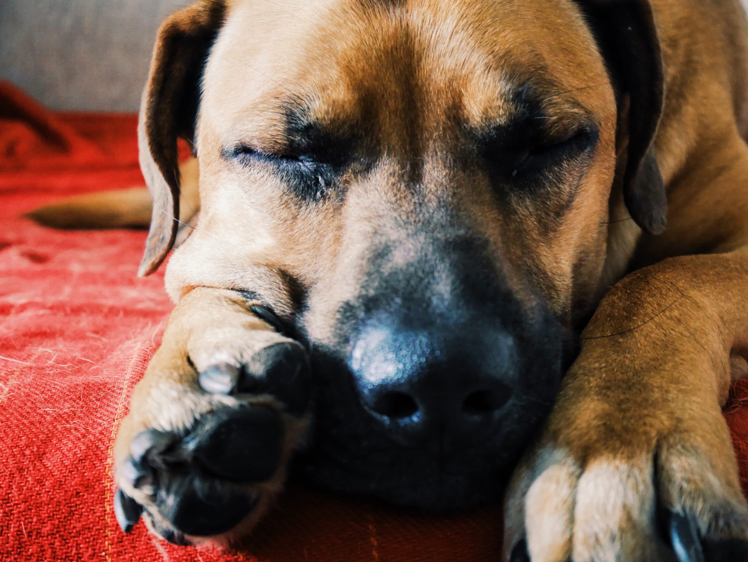 foto Perro de boca negra