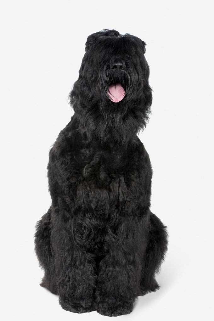 foto Perro de Terrier Ruso Negro