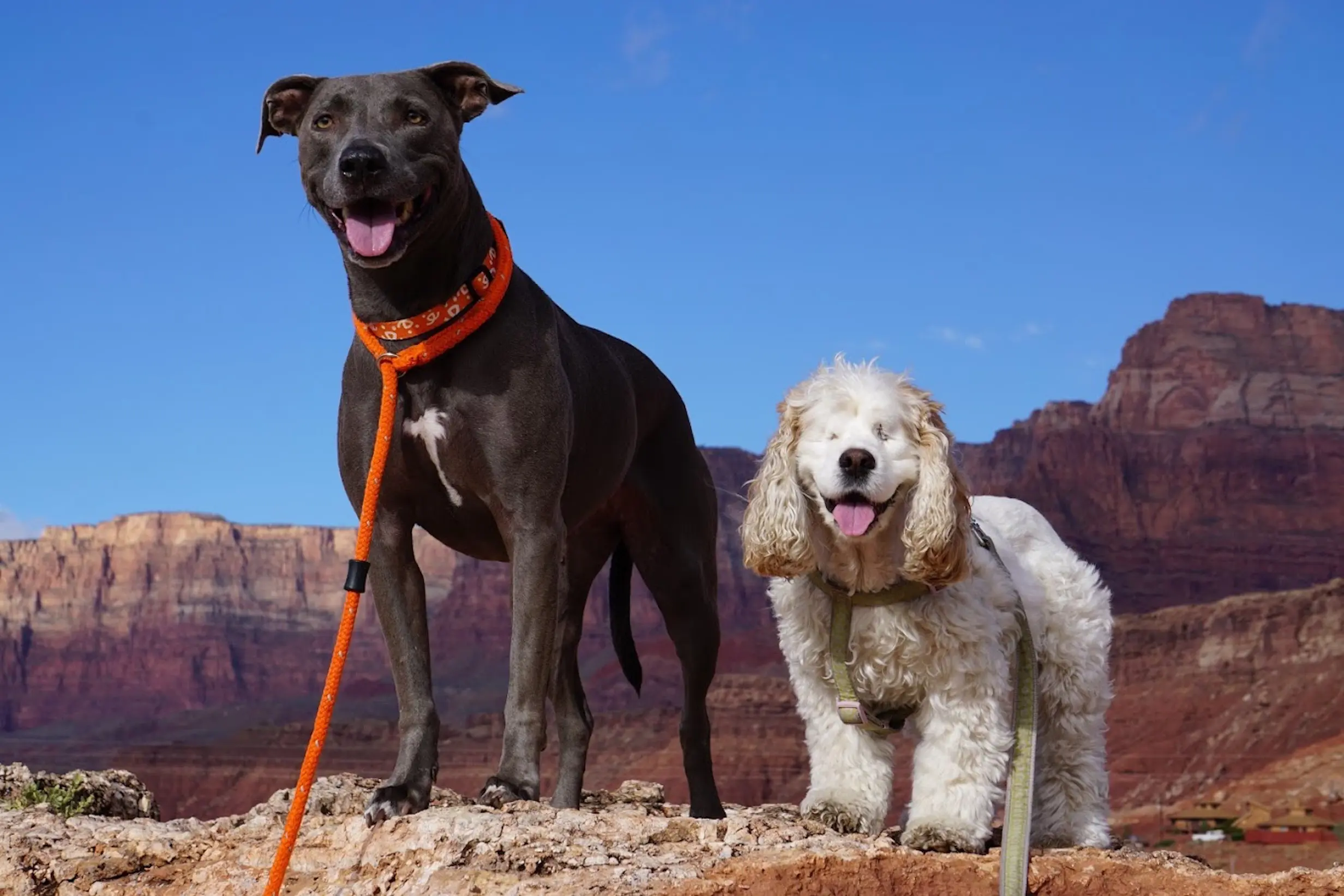 foto Perro Blue Lacy