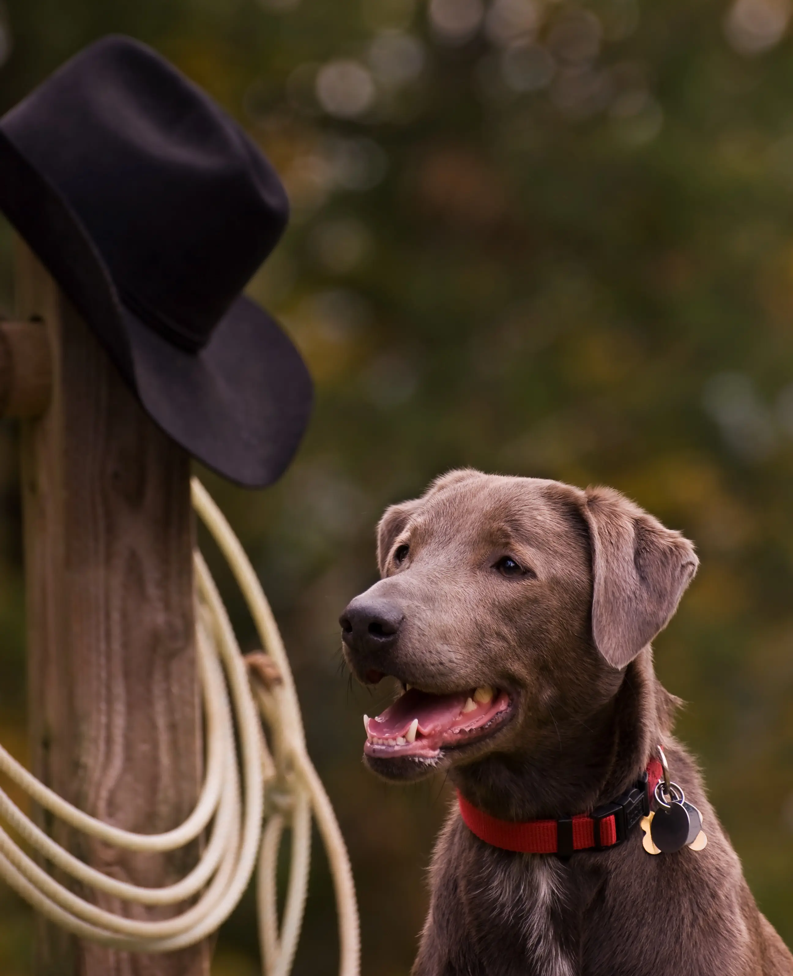 foto Perro Blue Lacy