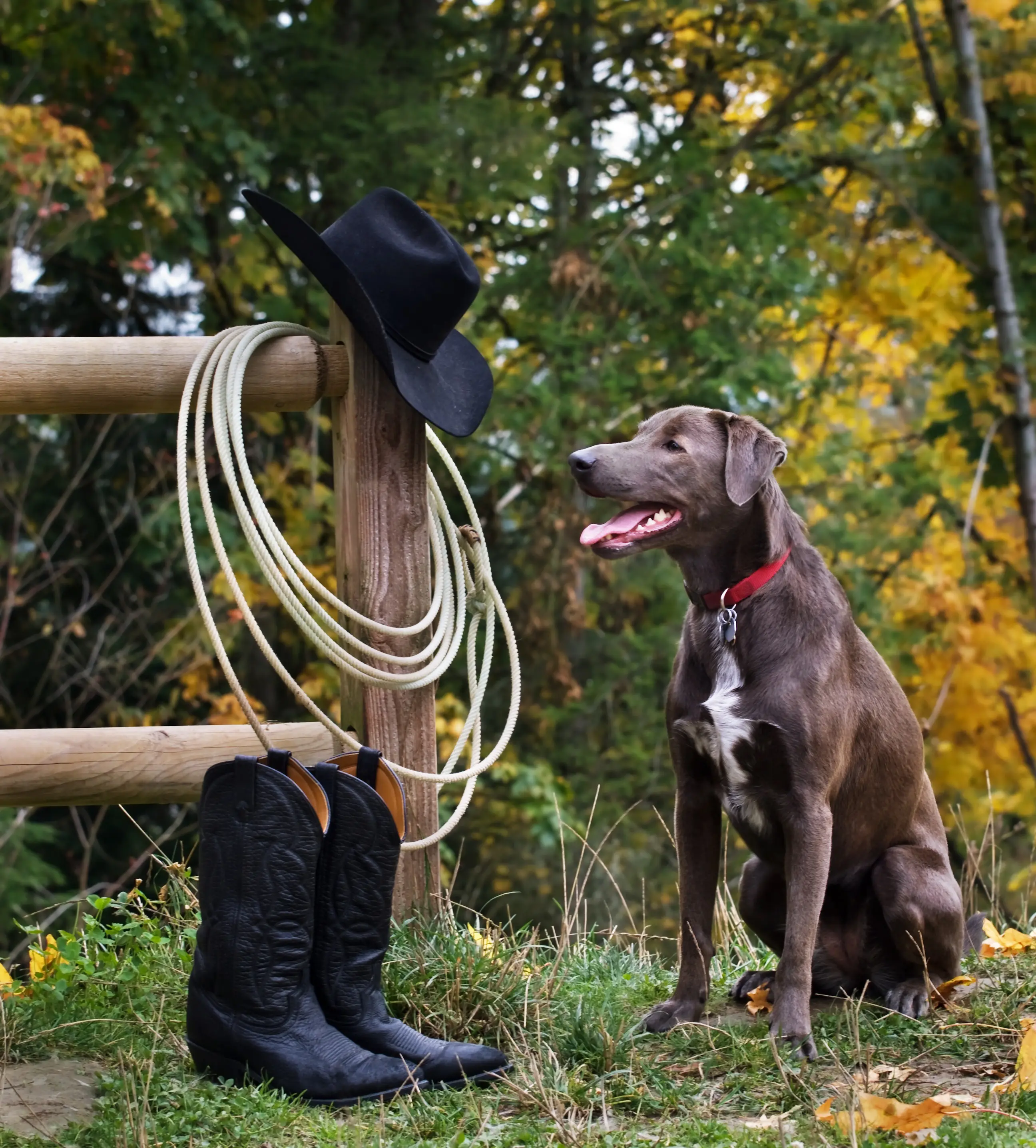 foto Perro Blue Lacy