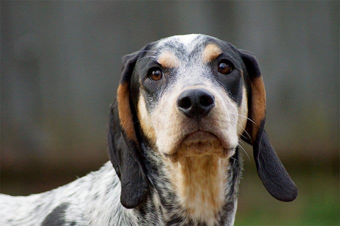 foto Bluetick Coonhound