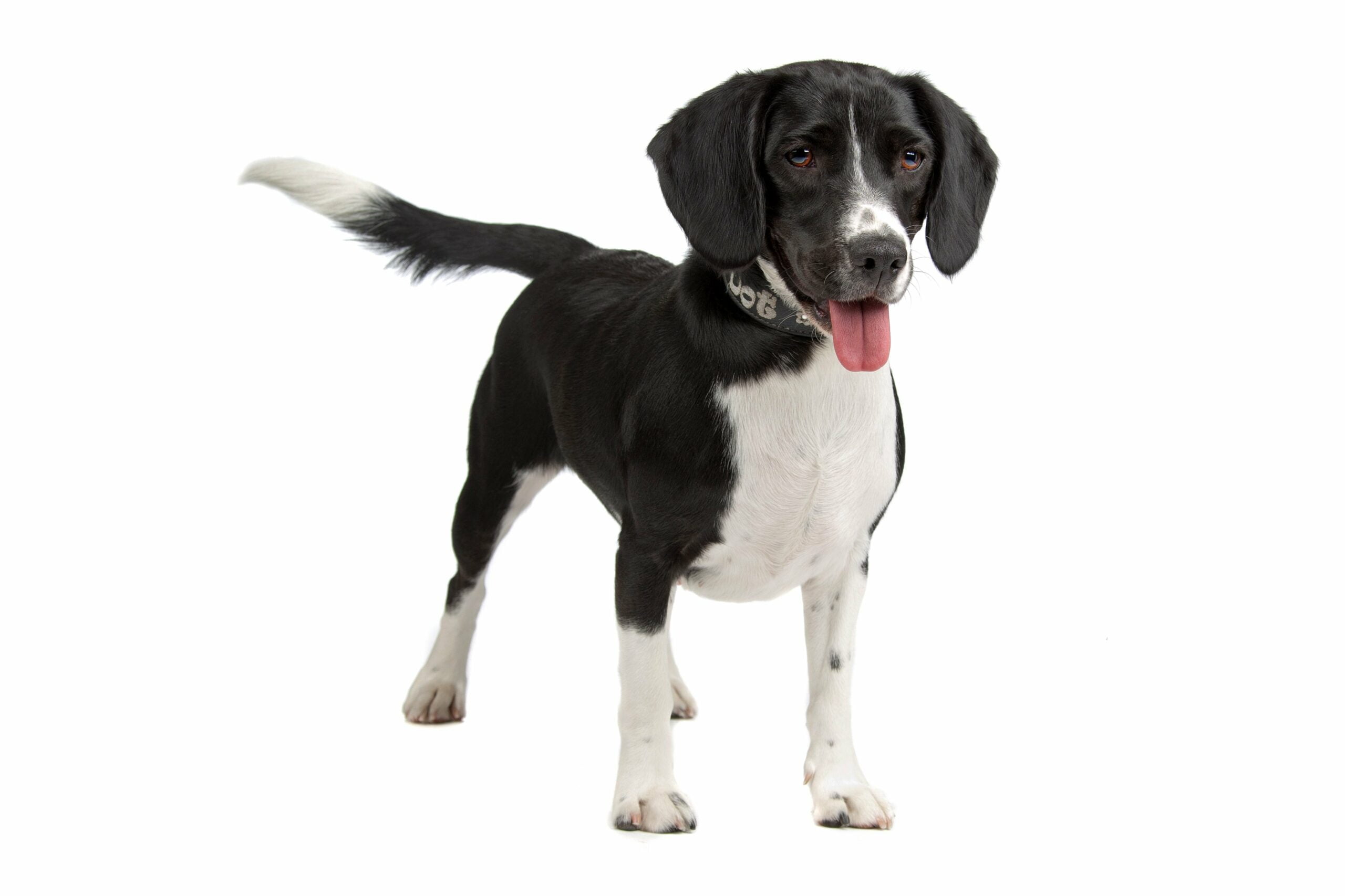 foto Perro de raza Bocker