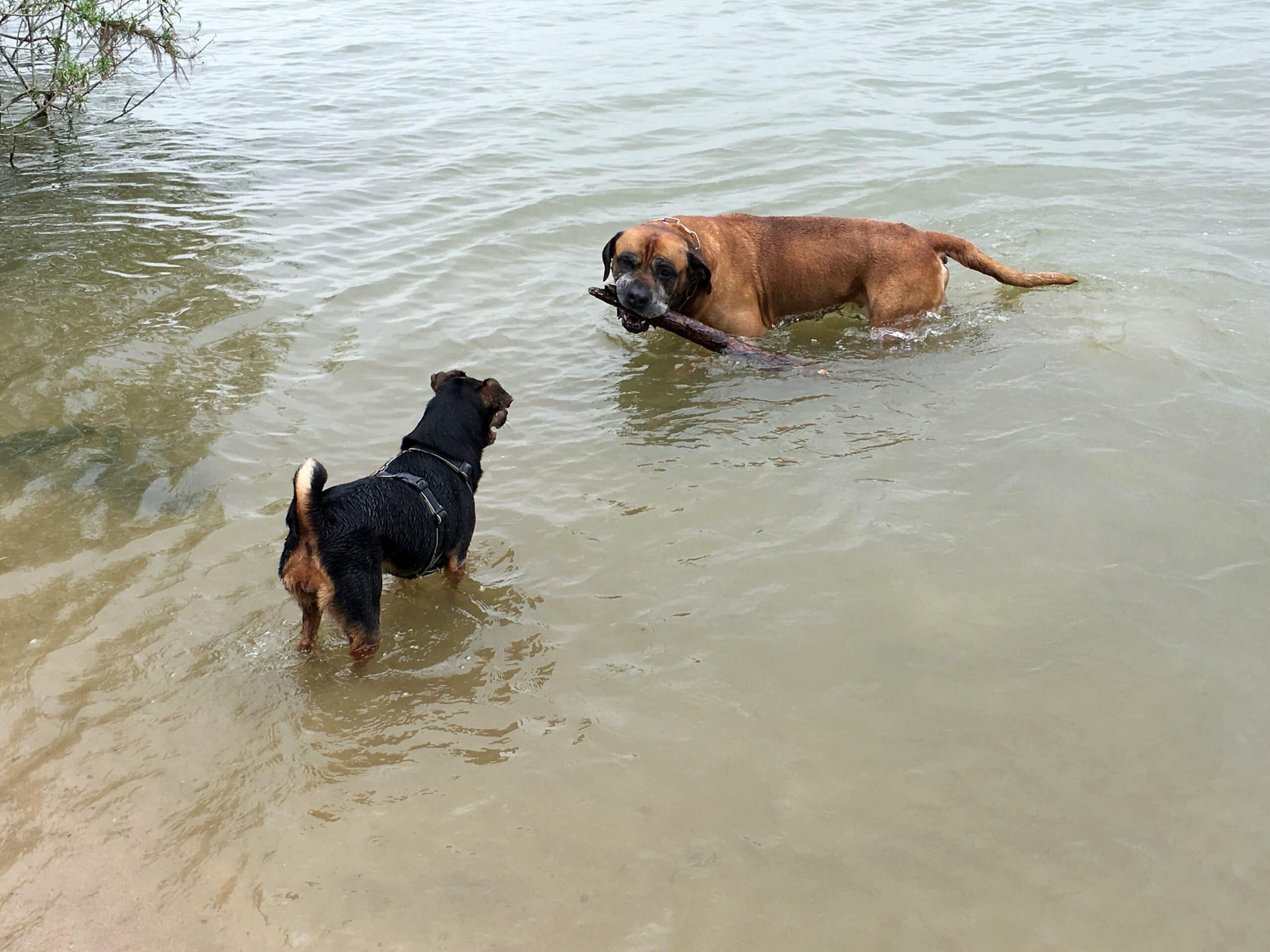 foto Perro Boerboel