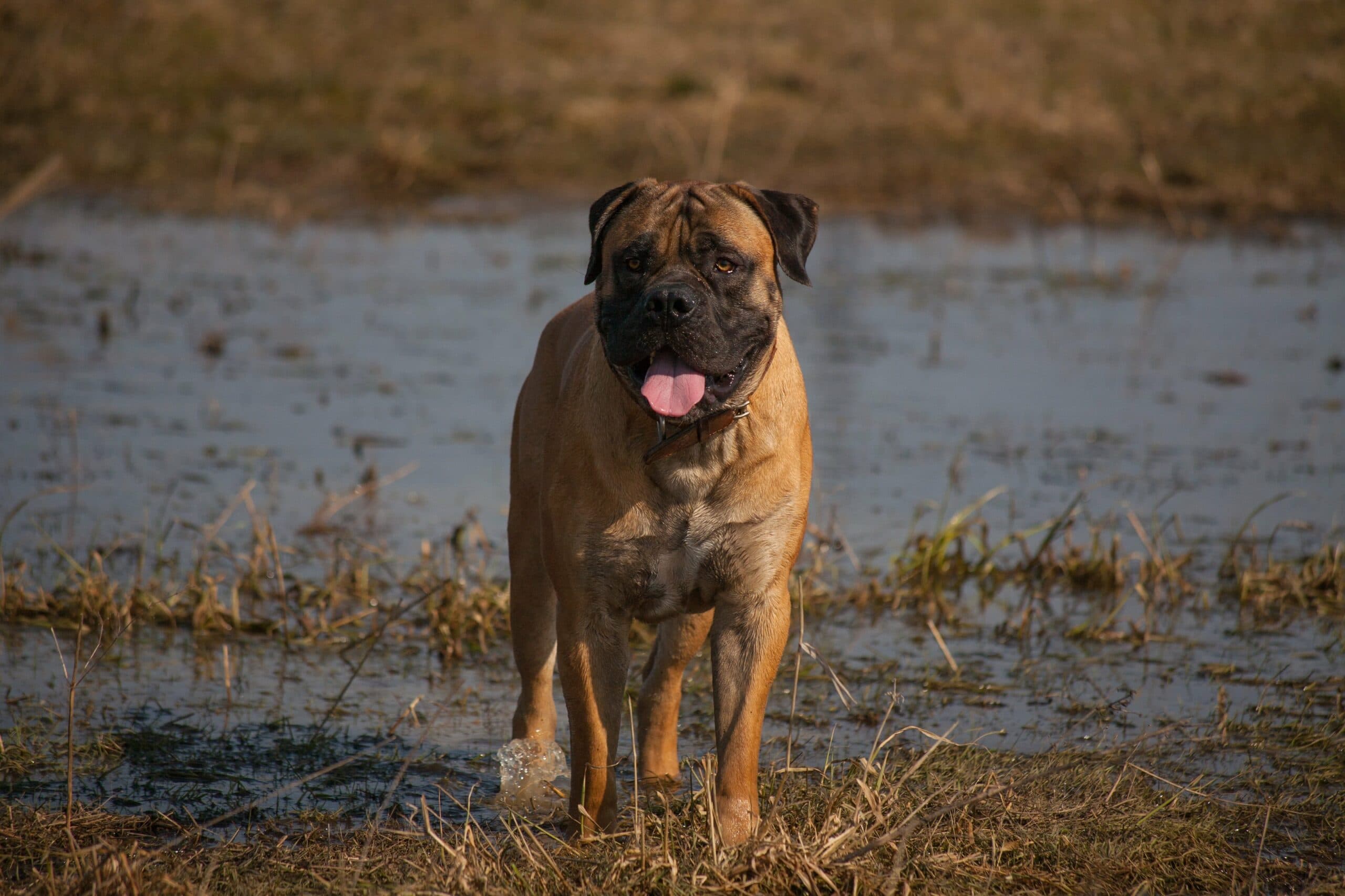 foto Perro Boerboel