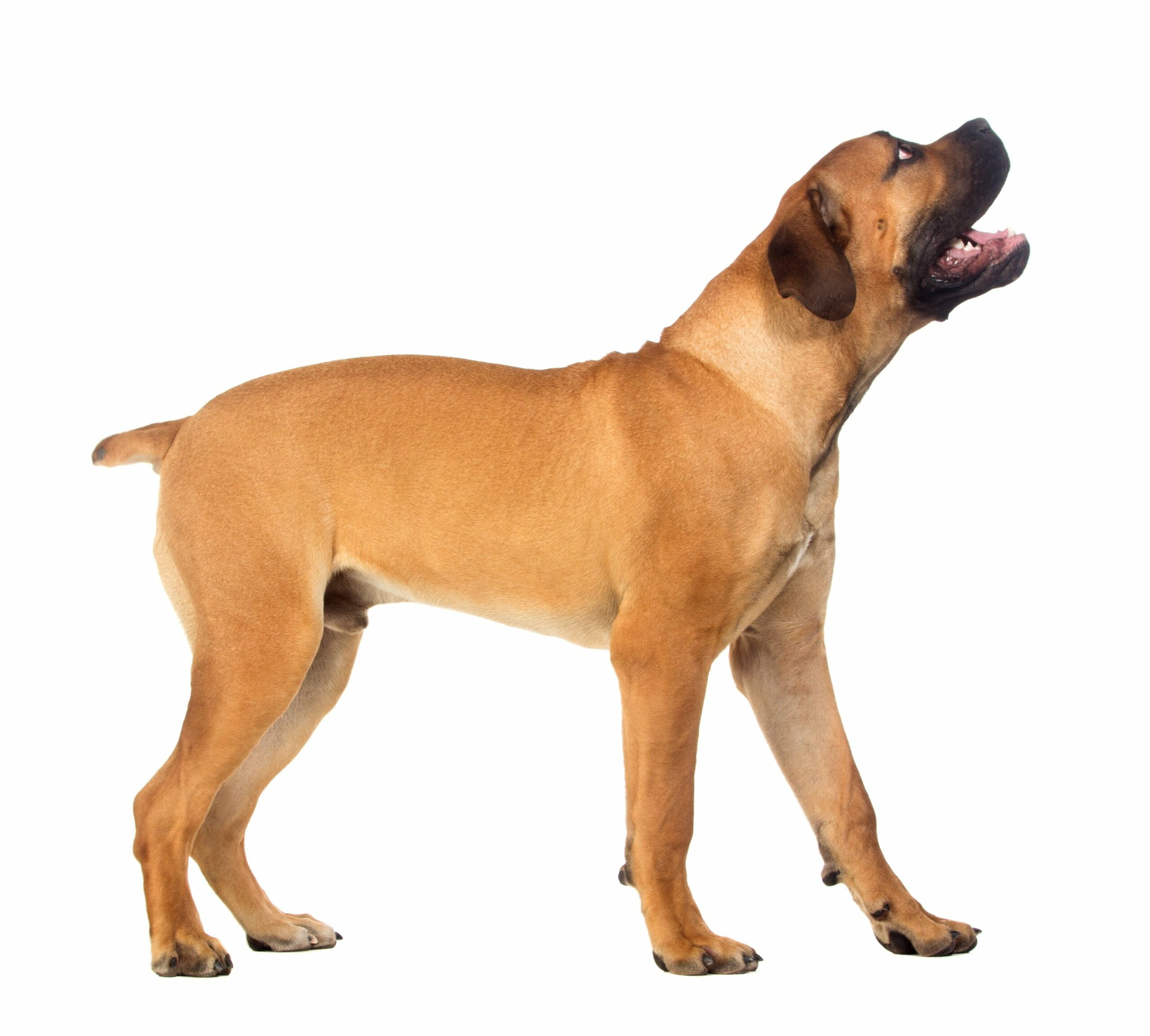 foto Perro Boerboel