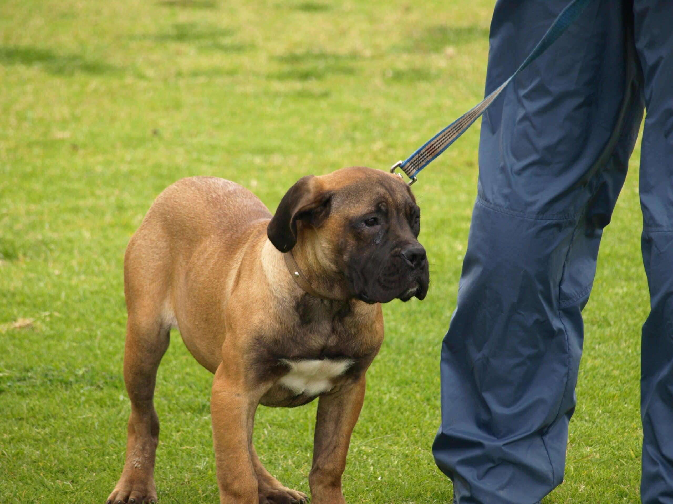 foto Perro Boerboel