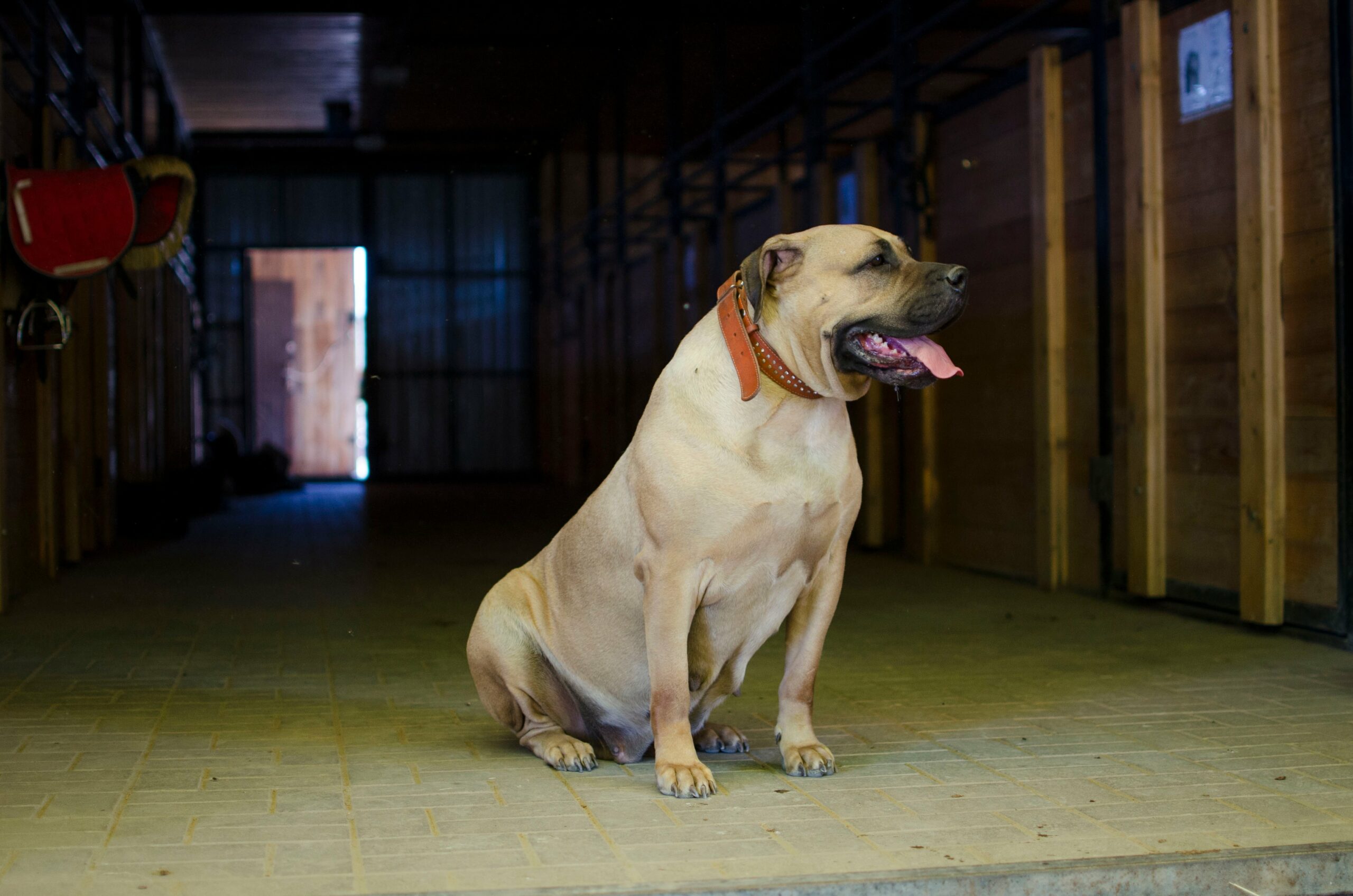 foto Perro Boerboel