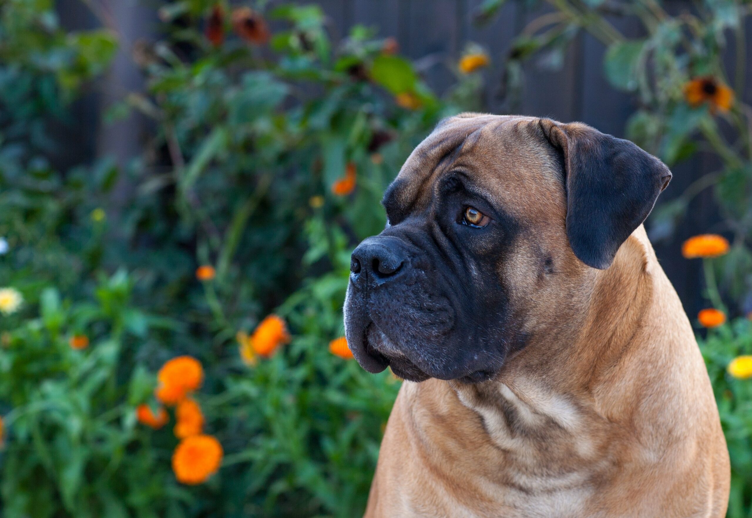 foto Perro Boerboel