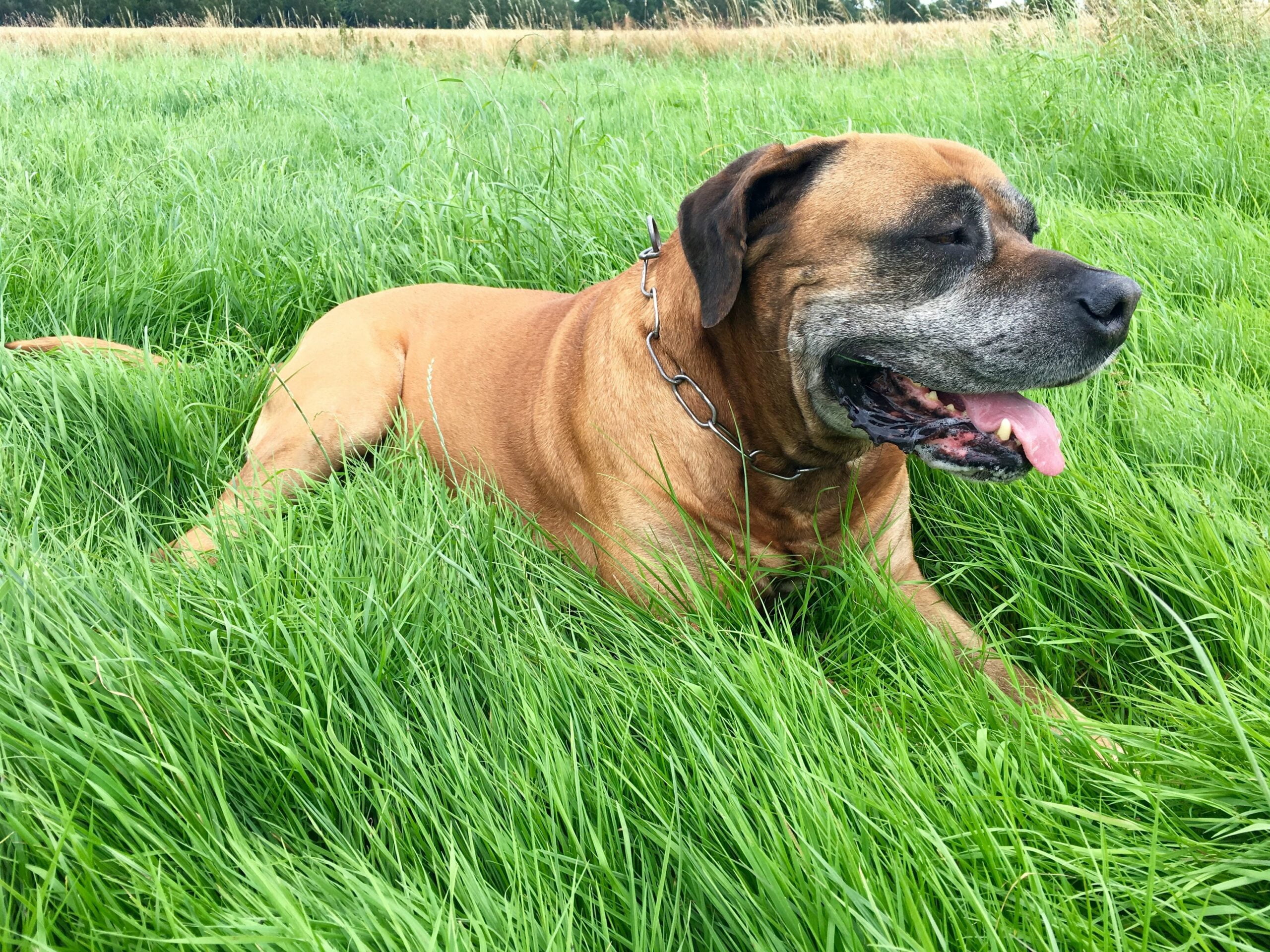 foto Perro Boerboel