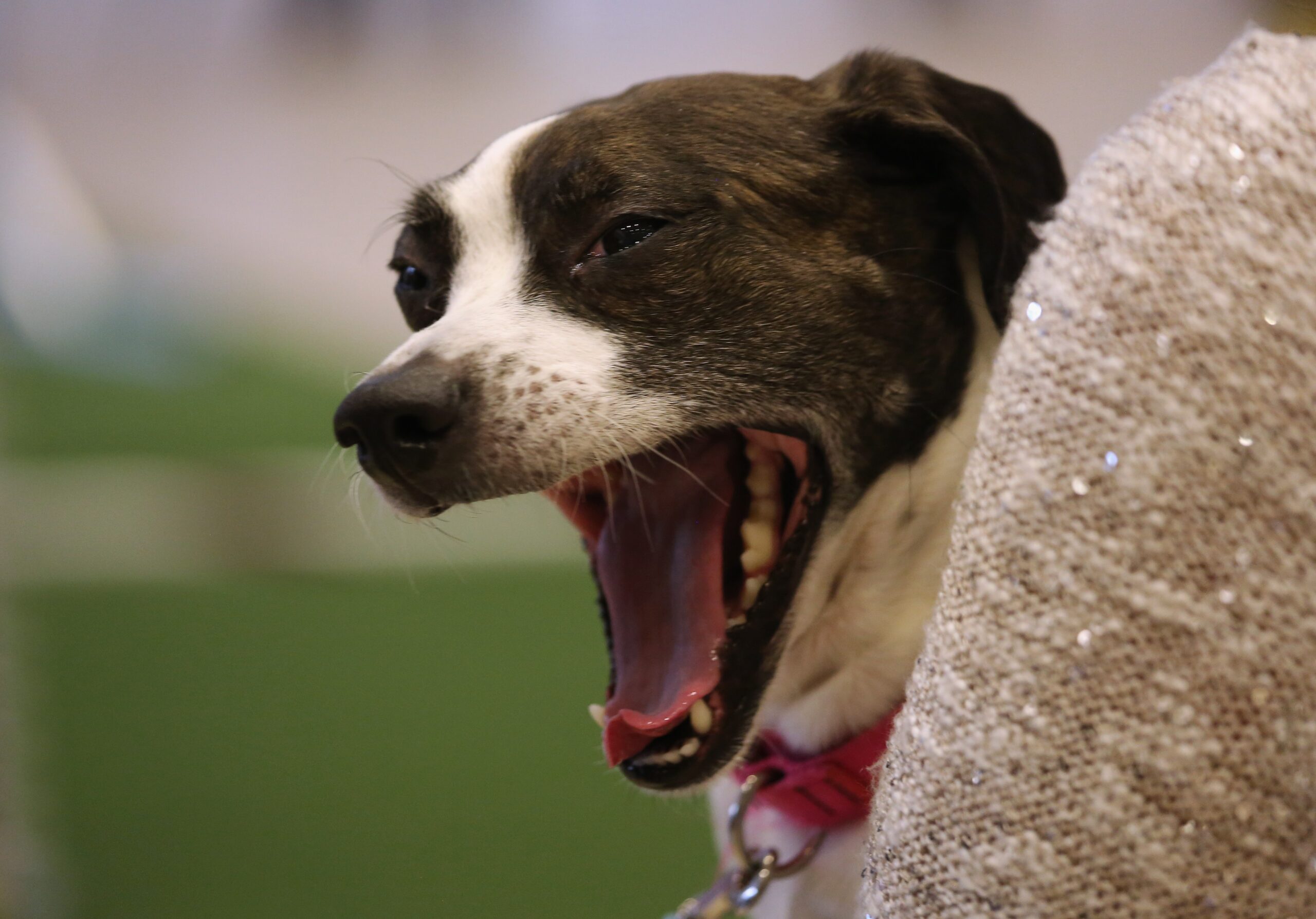 foto Perro de raza Boglen Terrier