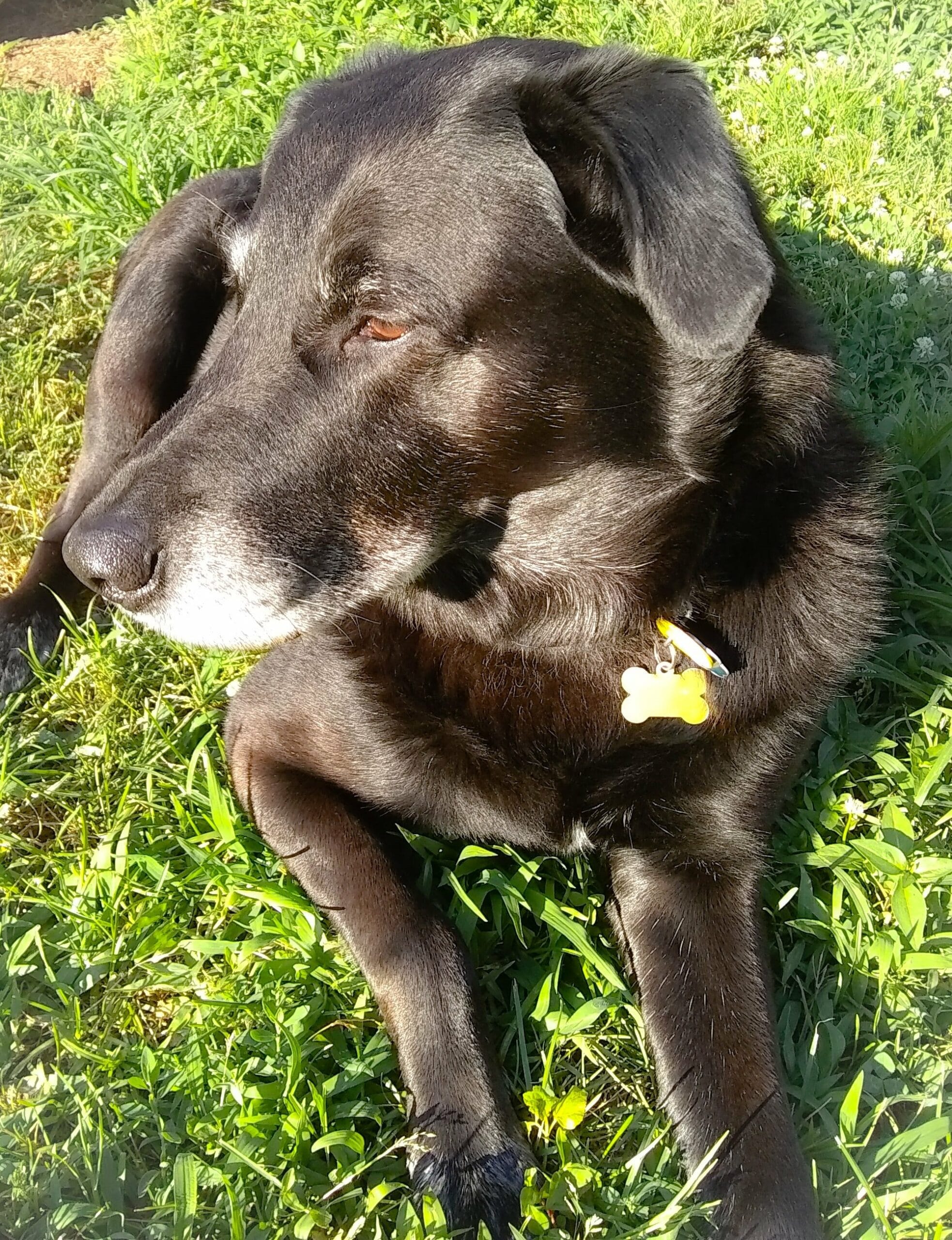 foto Perro de raza Borador