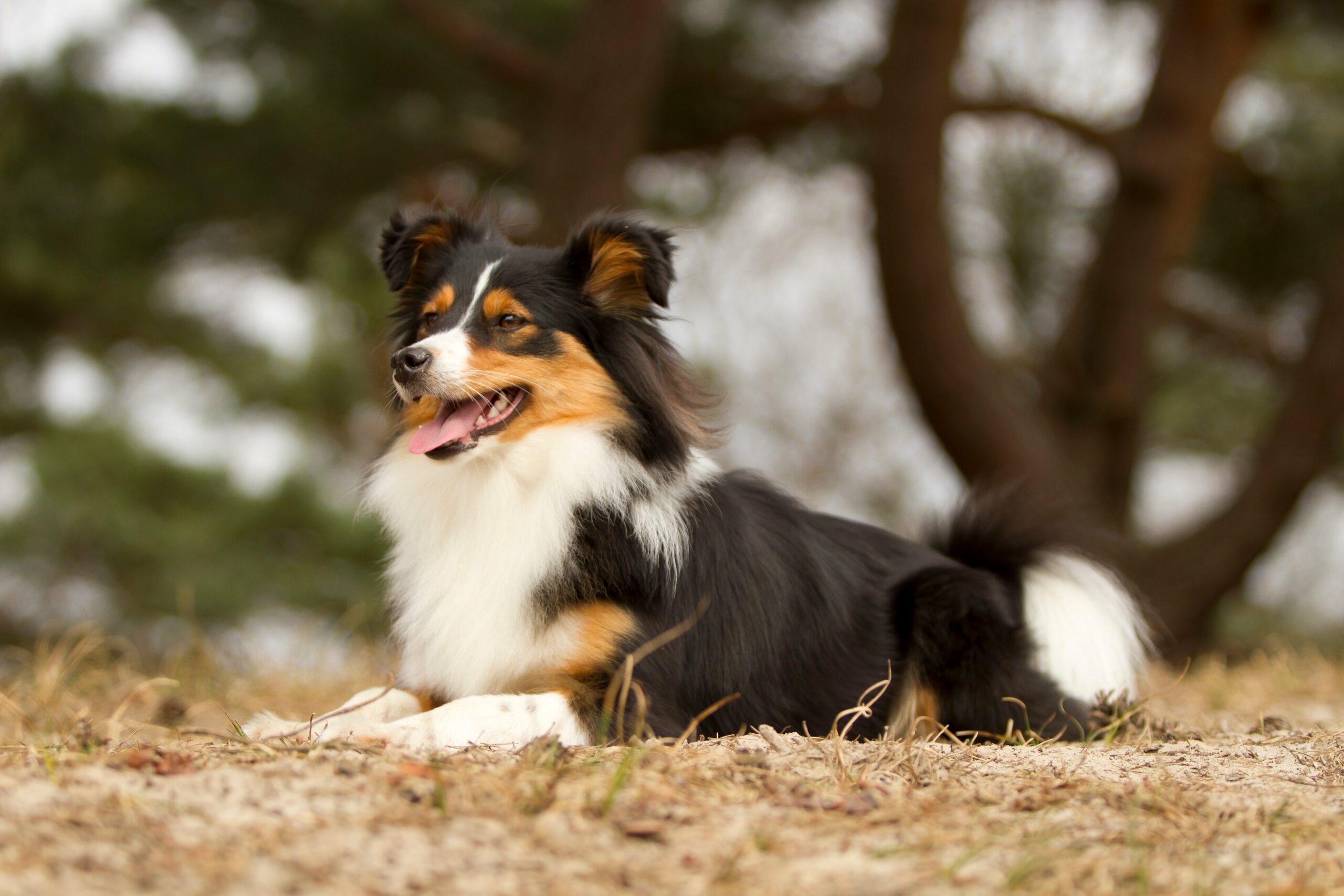 foto Perro de raza Border Sheepdog