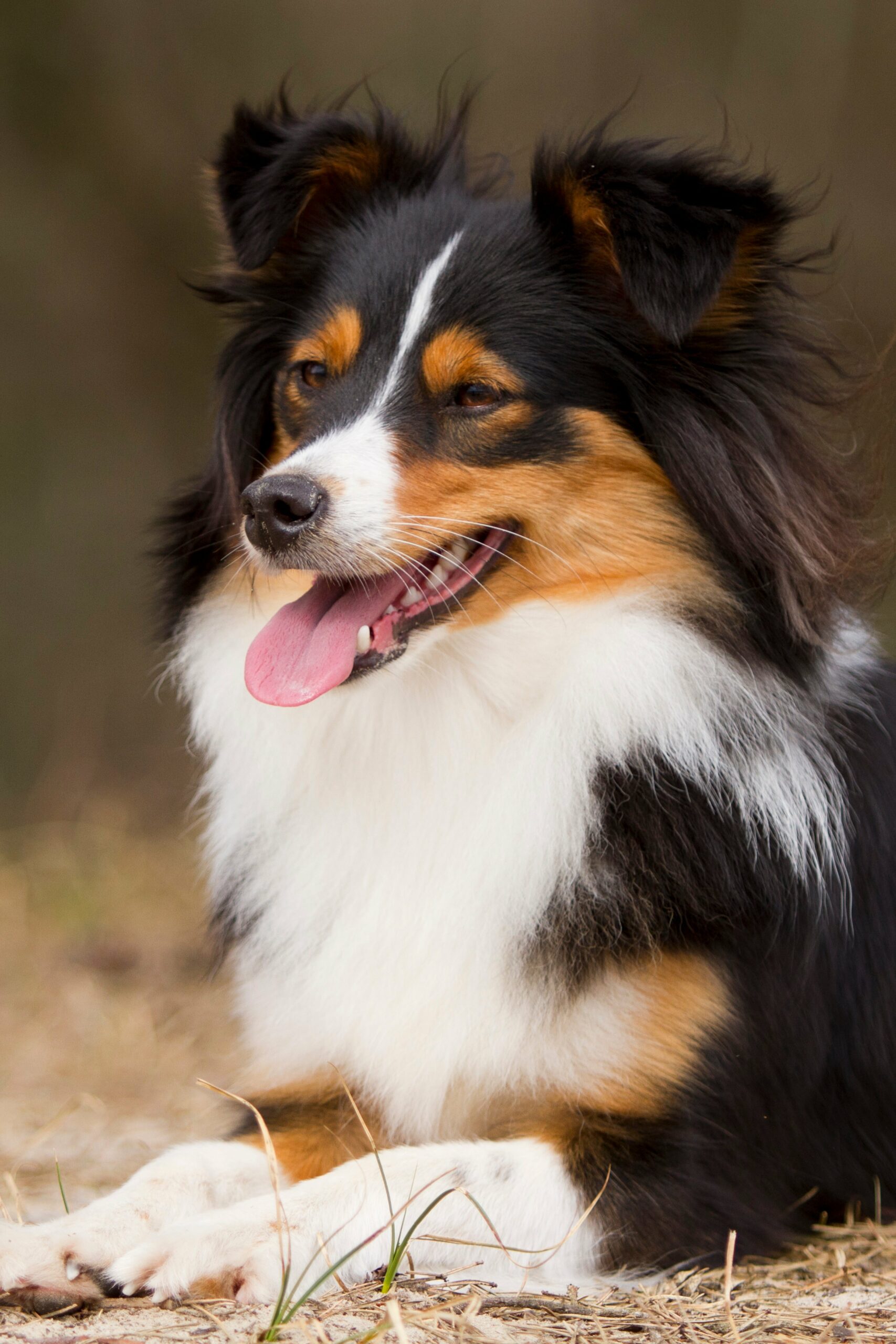 foto Perro de raza Border Sheepdog