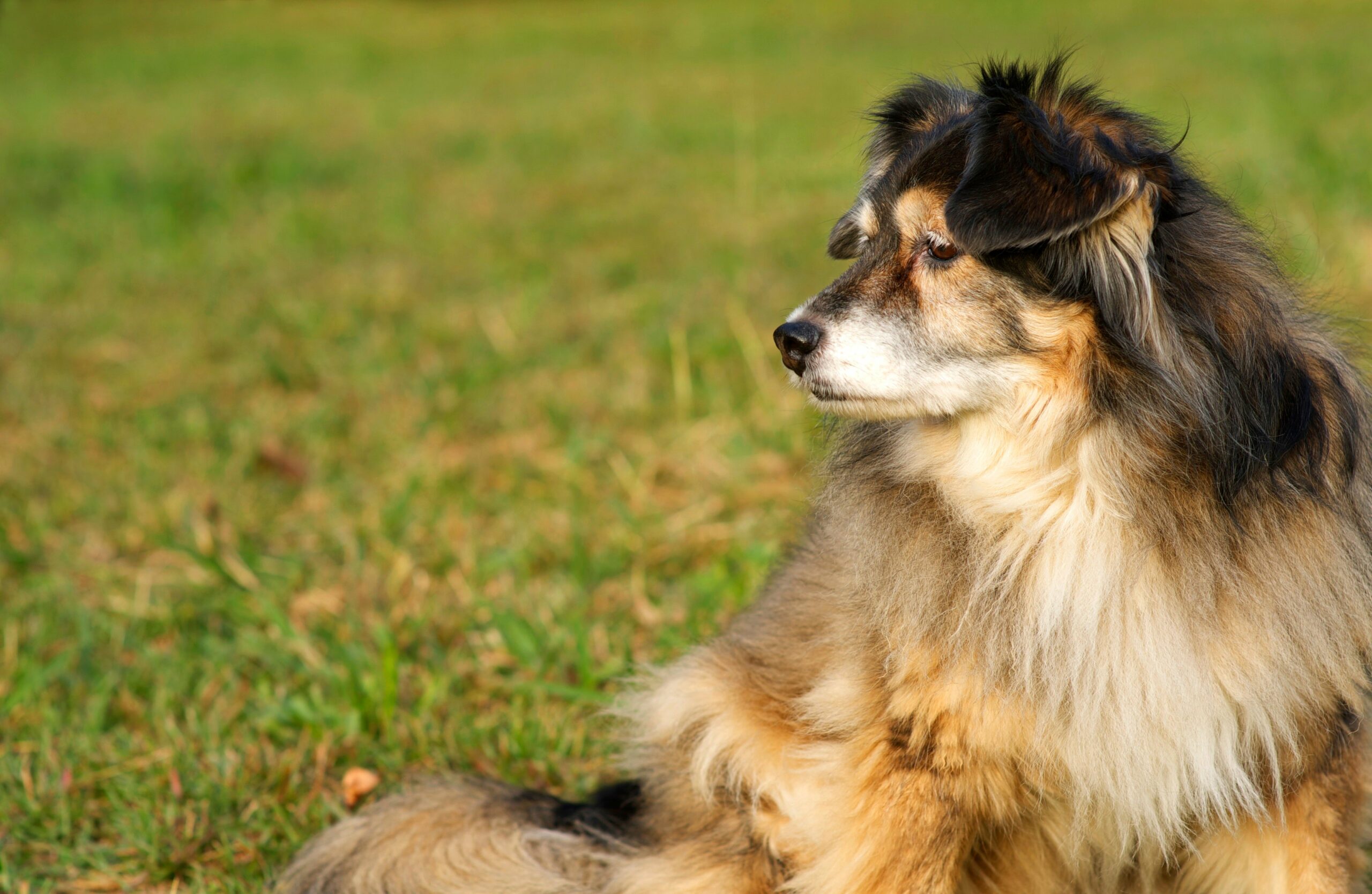 foto Perro de raza Border Sheepdog