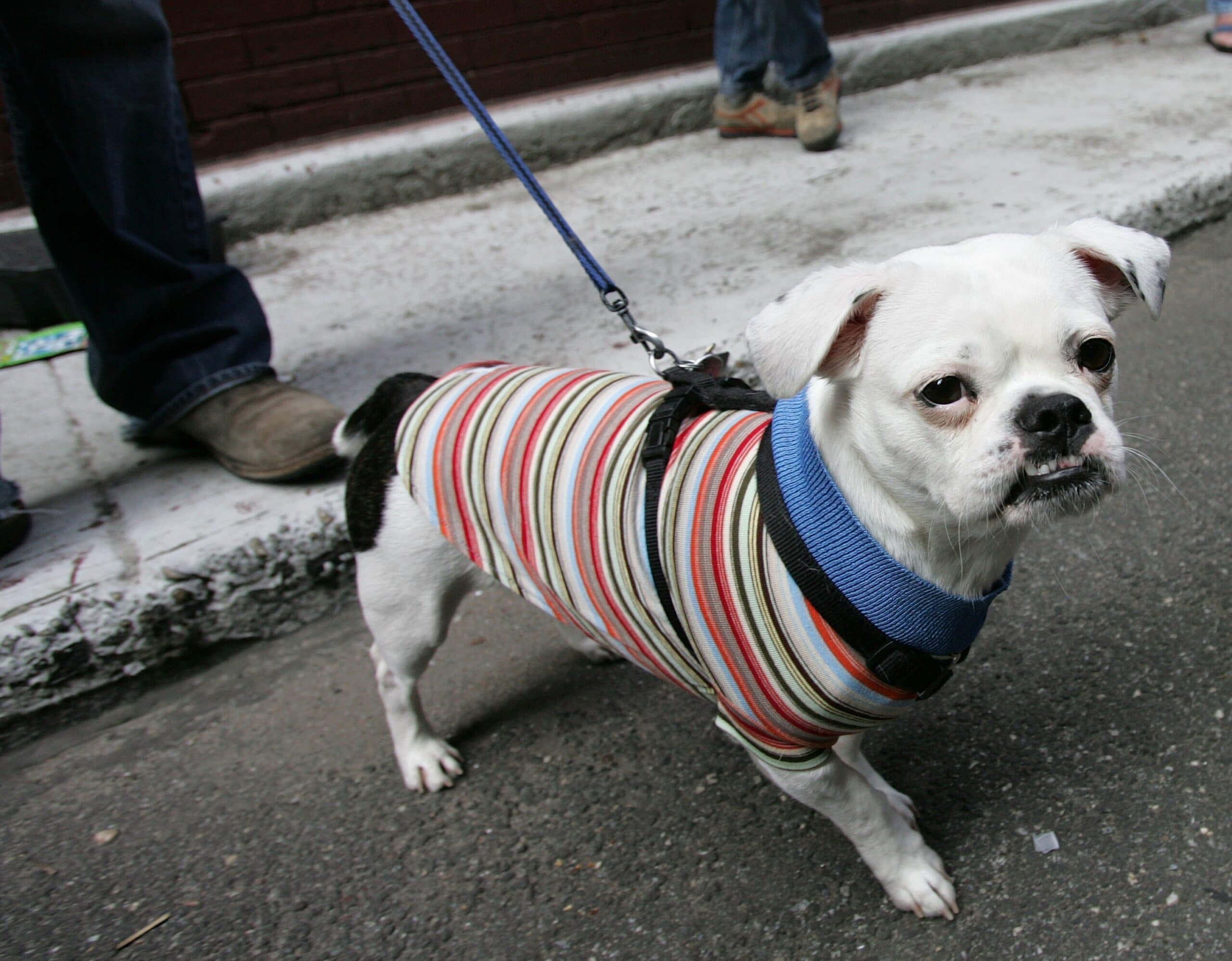 foto Perro de raza BoShih