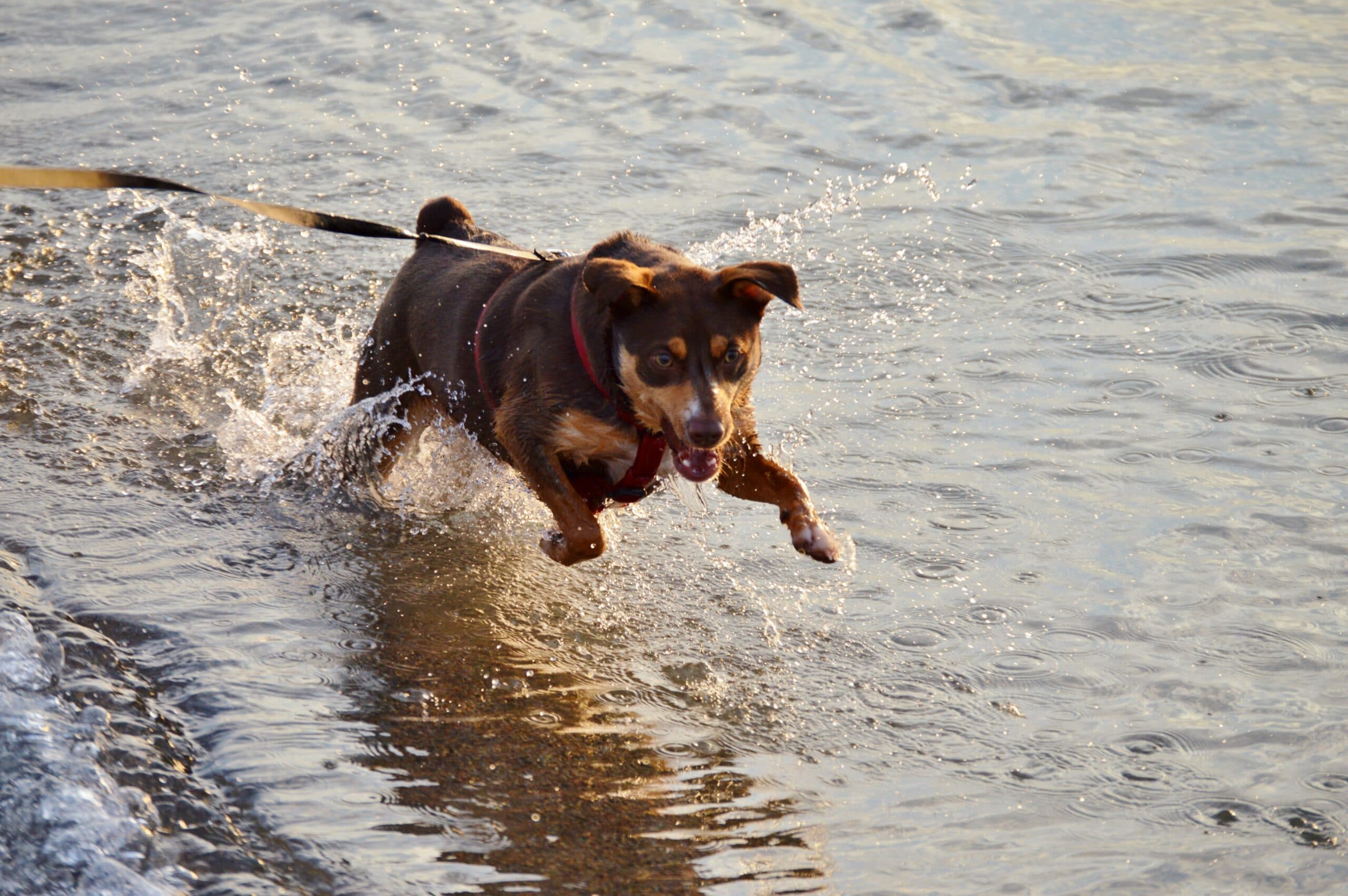 foto Perro Mixto Bossie