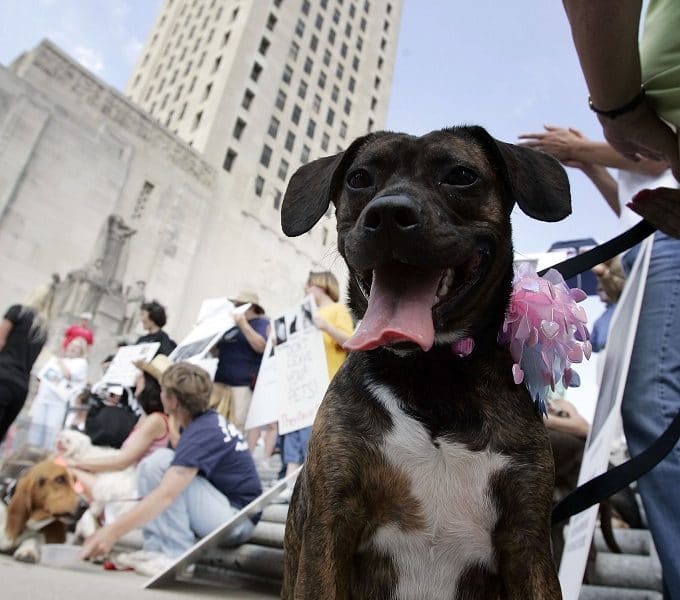 Pet Owners March In Support Of Pet Evacuation Bill