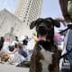 Pet Owners March In Support Of Pet Evacuation Bill