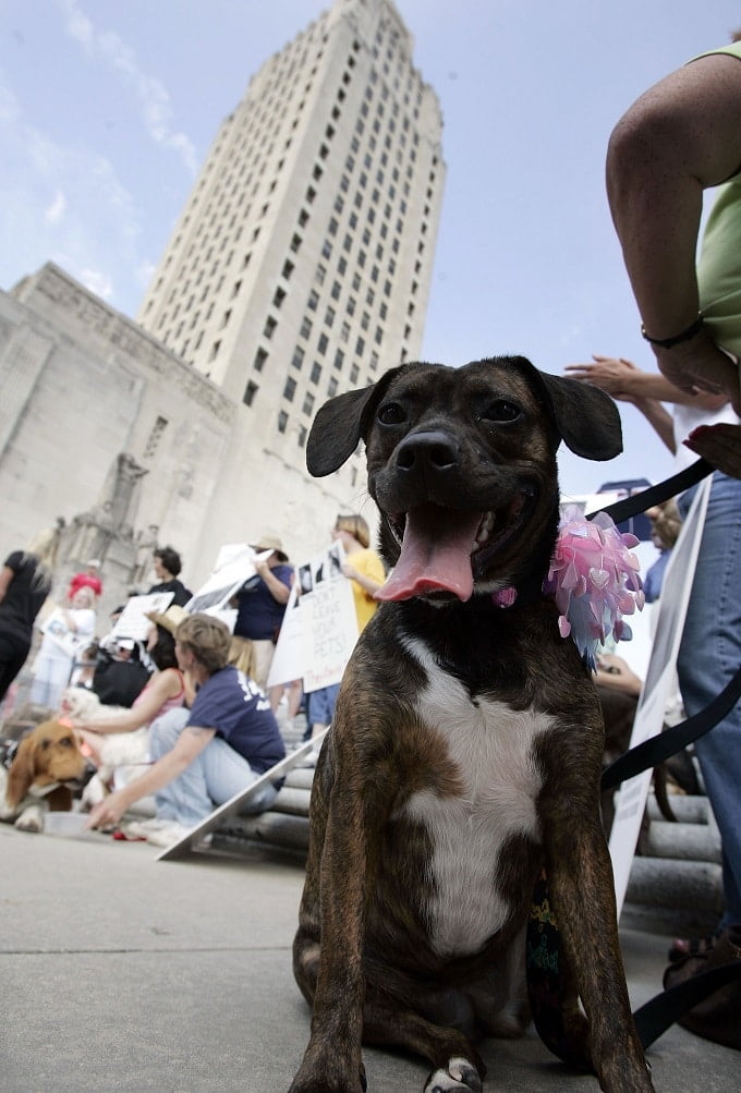 Pet Owners March In Support Of Pet Evacuation Bill
