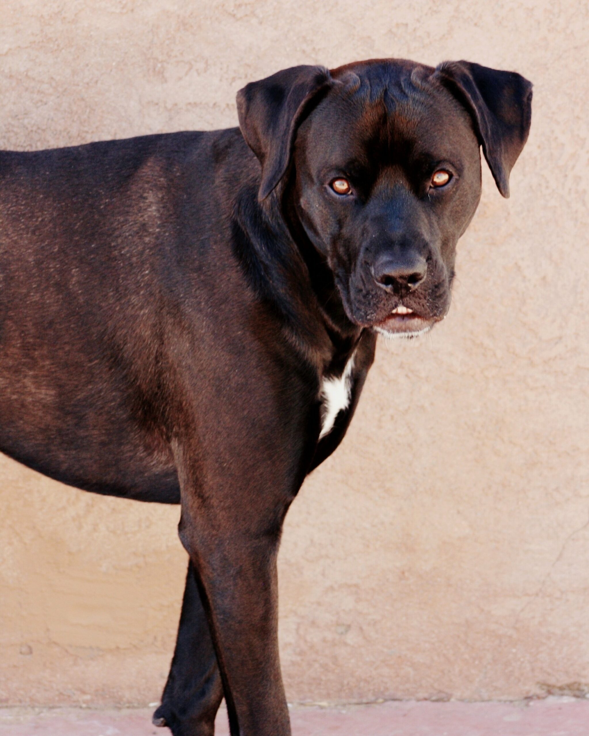 foto Boxador Perro Mixto